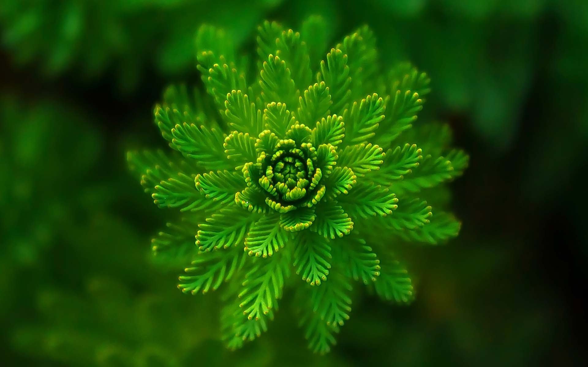 小清新,鸟语花香,植物,花卉,花朵,绿植