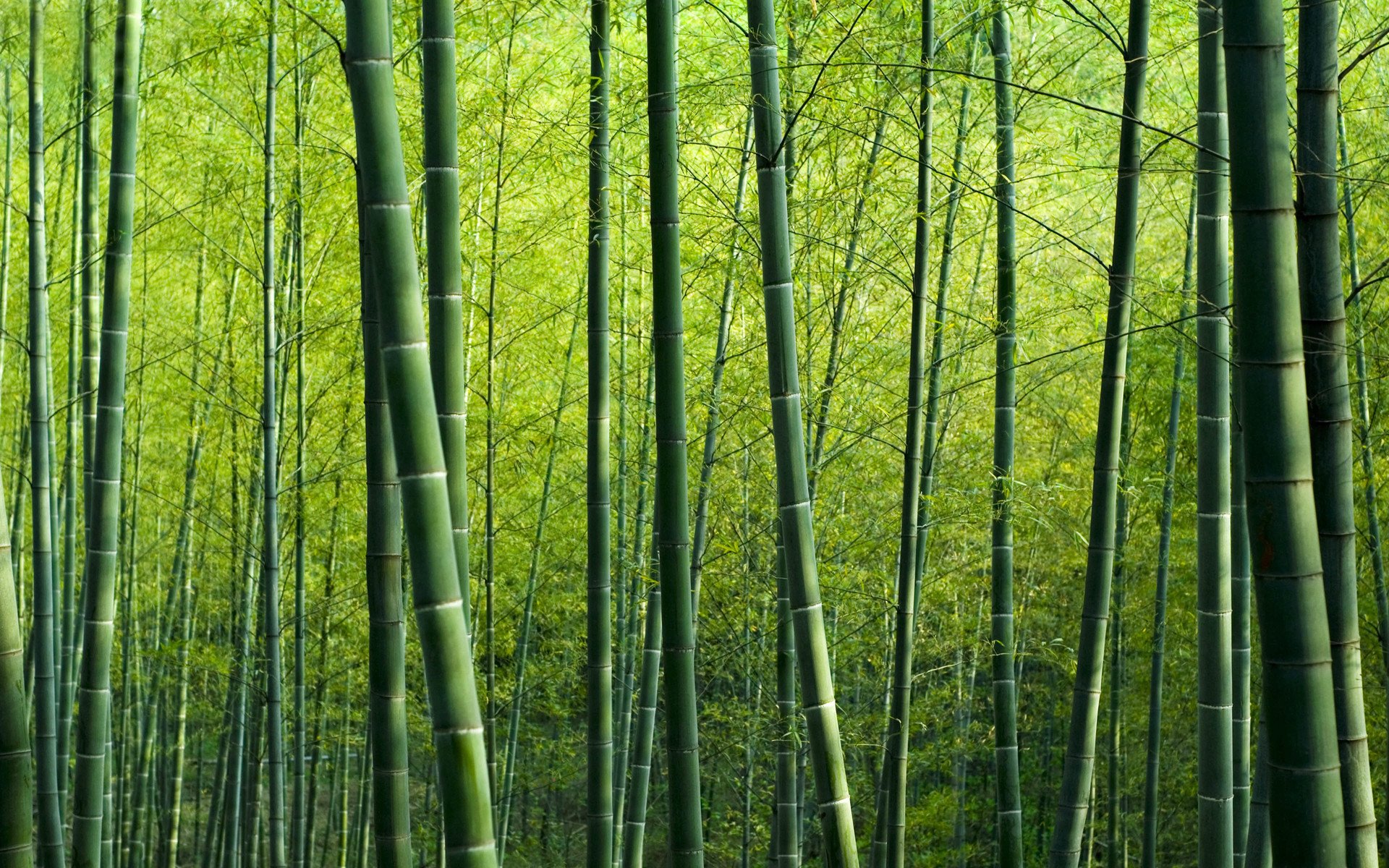 小清新,竹林,护眼壁纸