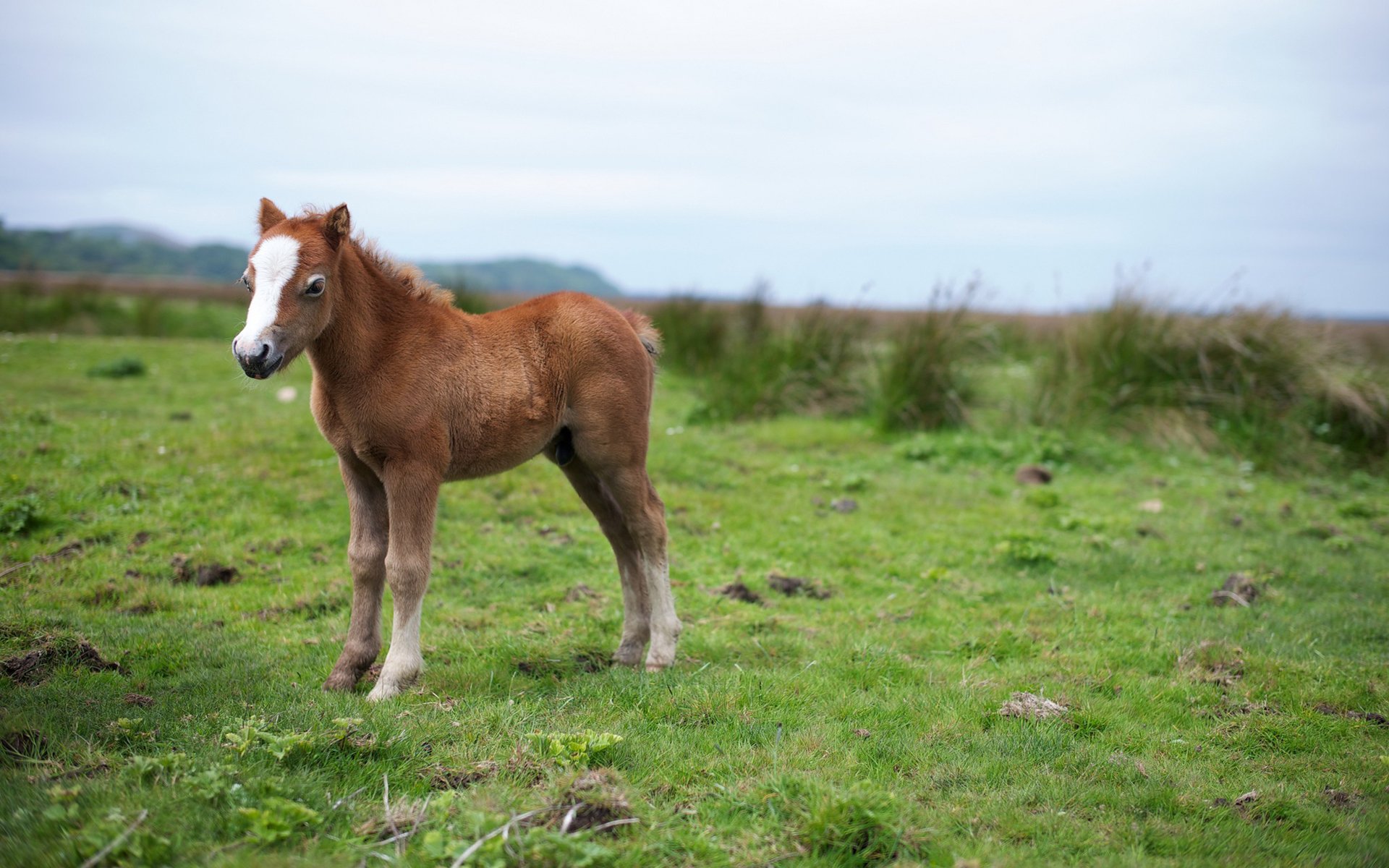 动物,马,野生动物