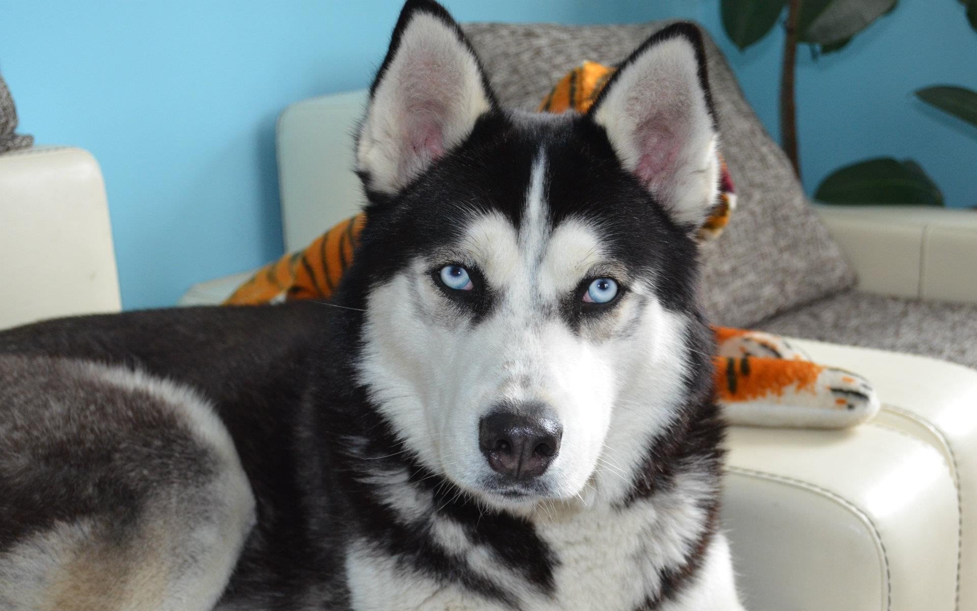 动物,汪星人,狗,哈士奇