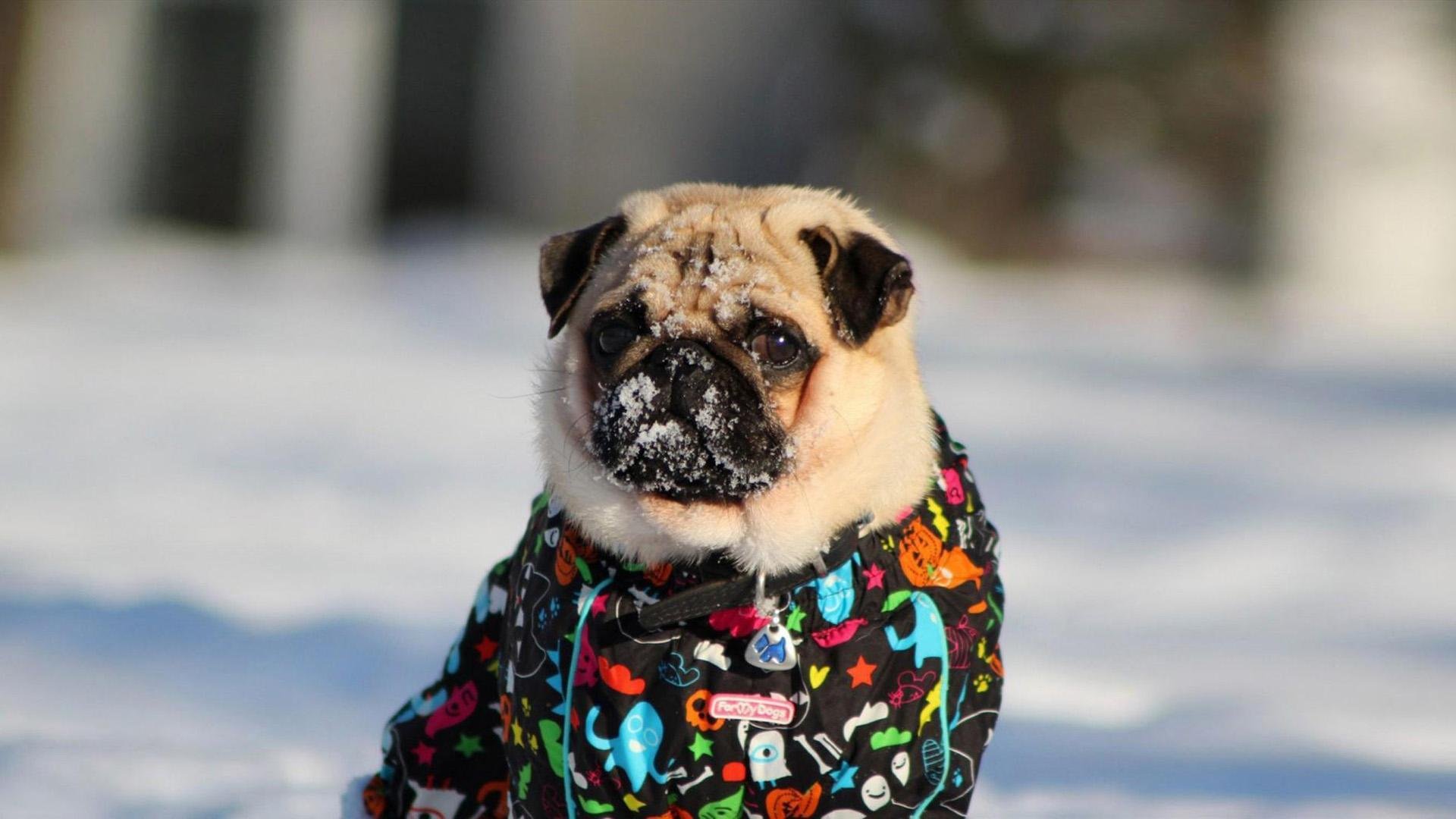 萌宠,动物,汪星人,狗,巴哥犬