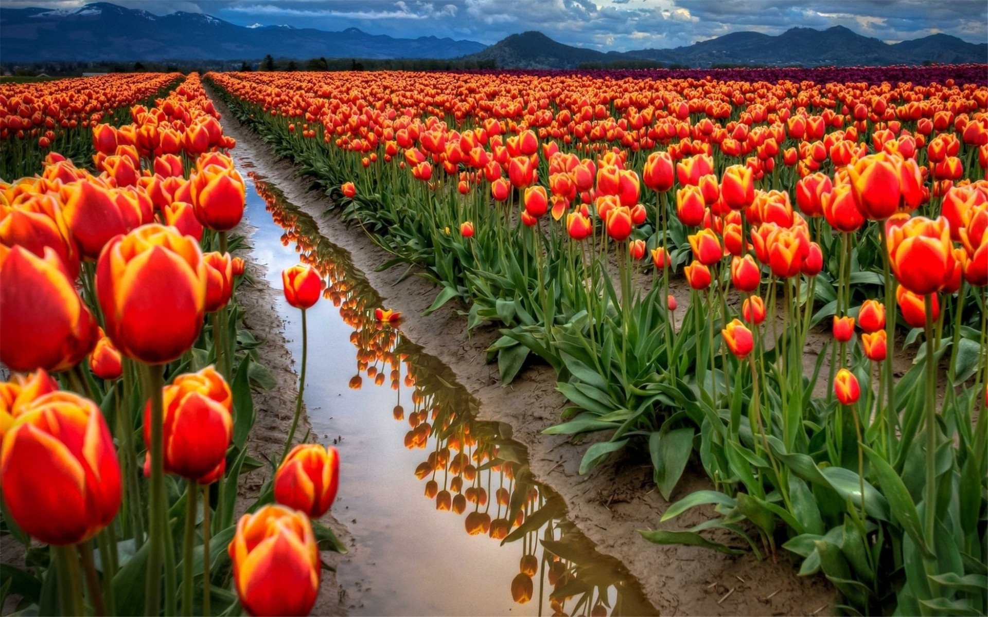 小清新,花朵,花卉,娇艳欲滴,郁金香