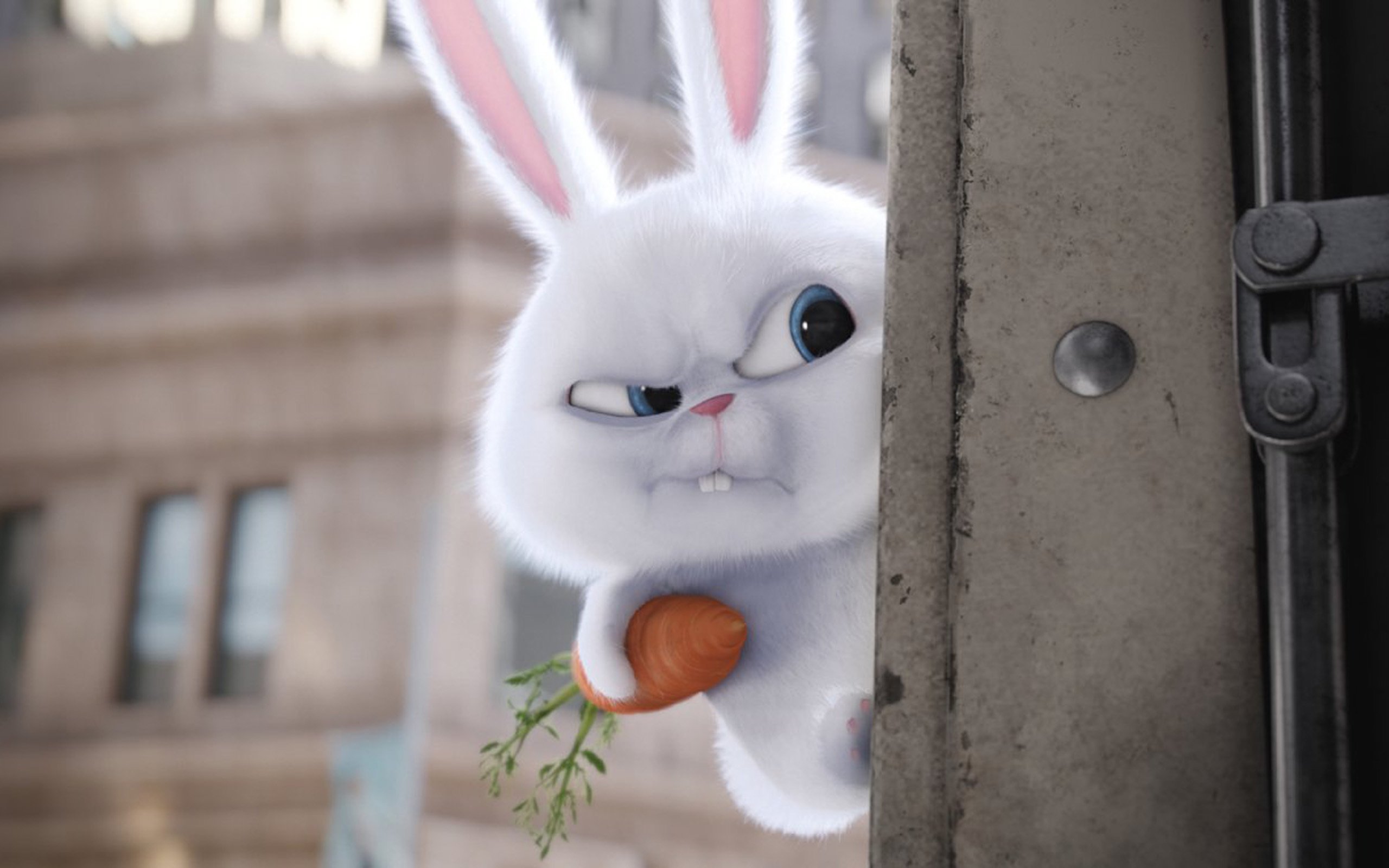 动漫,卡通,爱宠大机密,兔子