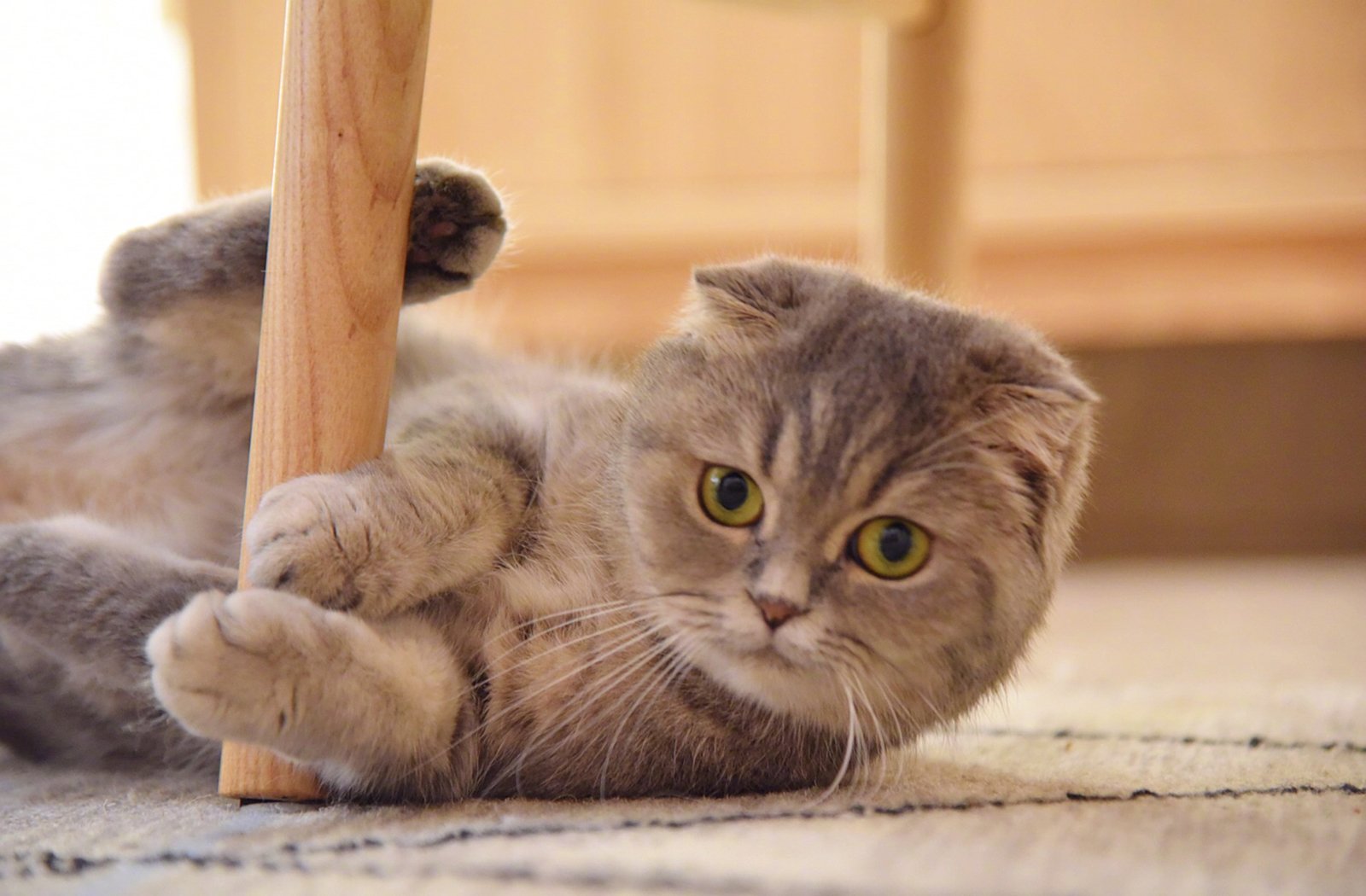 萌宠,动物,喵星人,猫