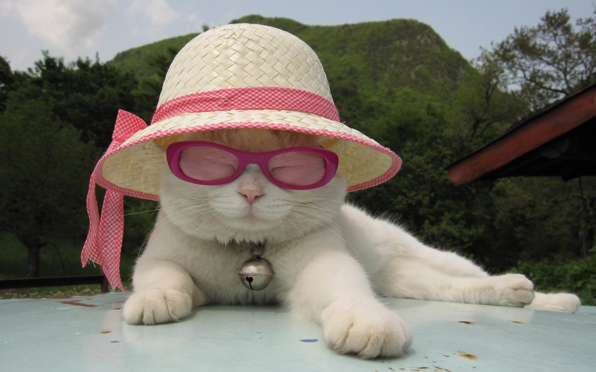 萌宠,动物,喵星人,猫叔,猫