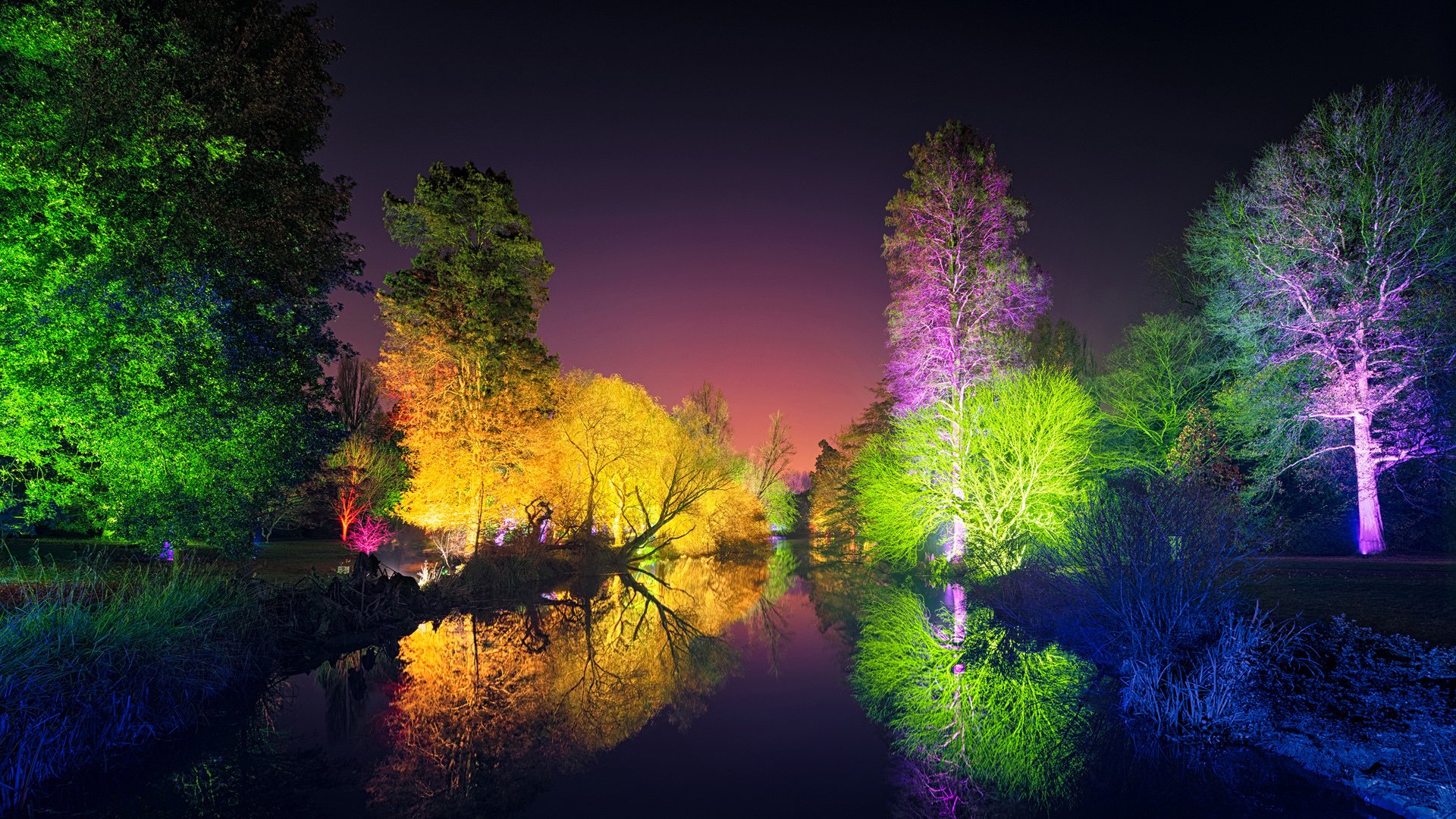 风景,树木,夜景