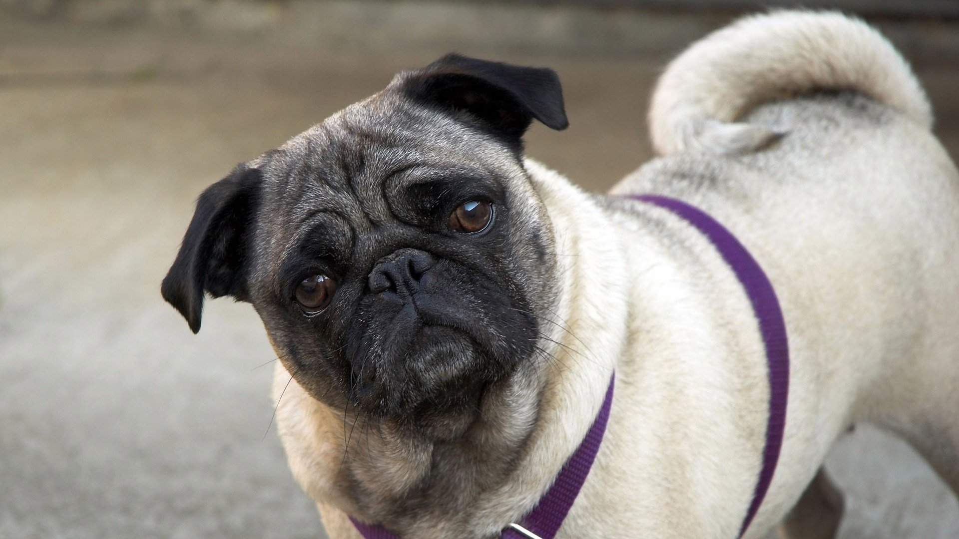 动物,汪星人,狗,巴哥犬