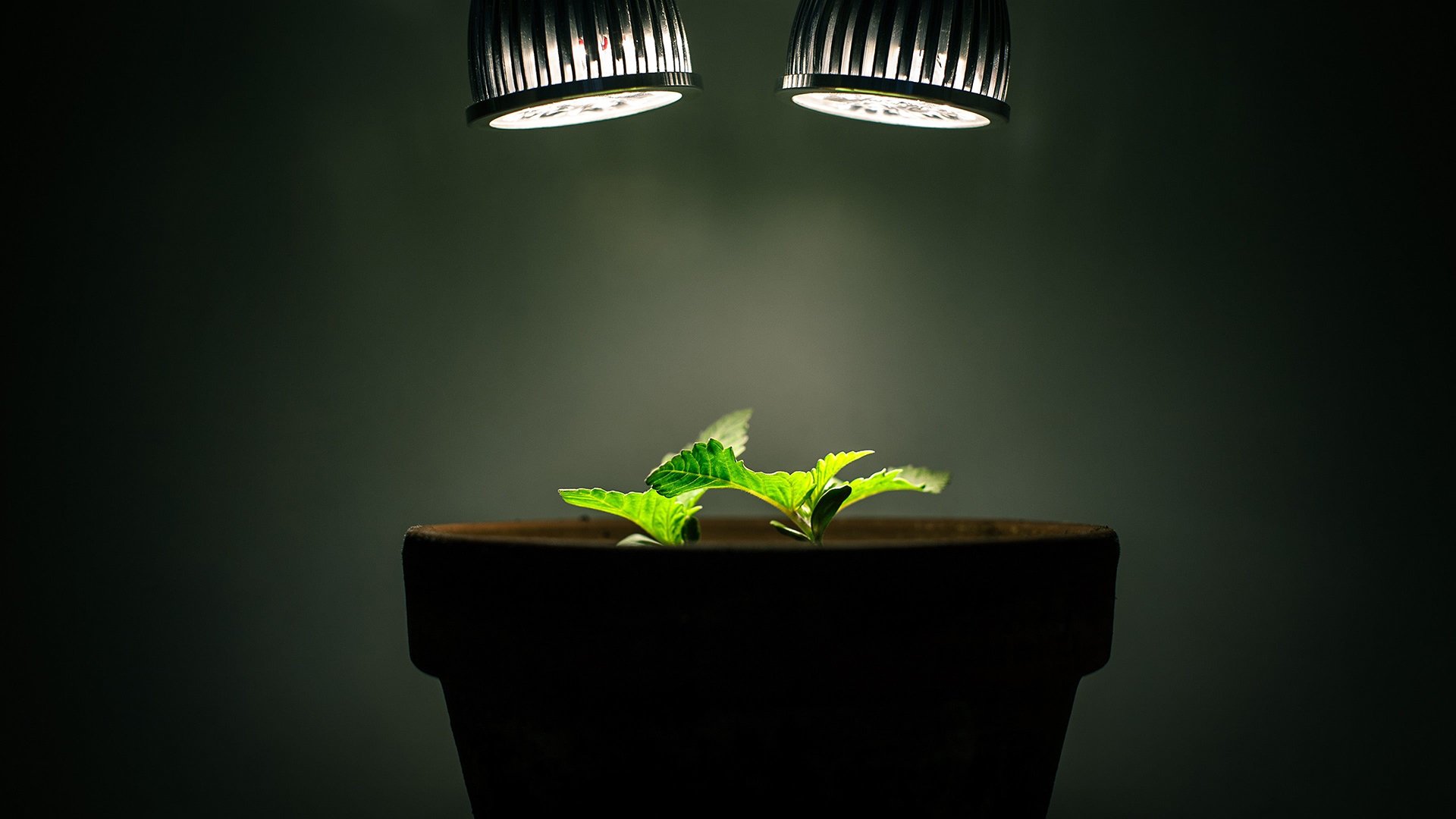 小清新,静物写真,绿植