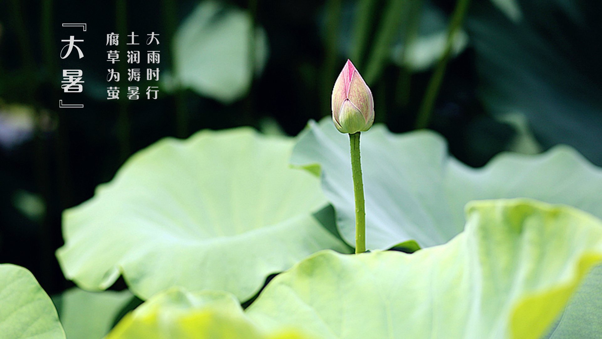 二十四节气,大暑