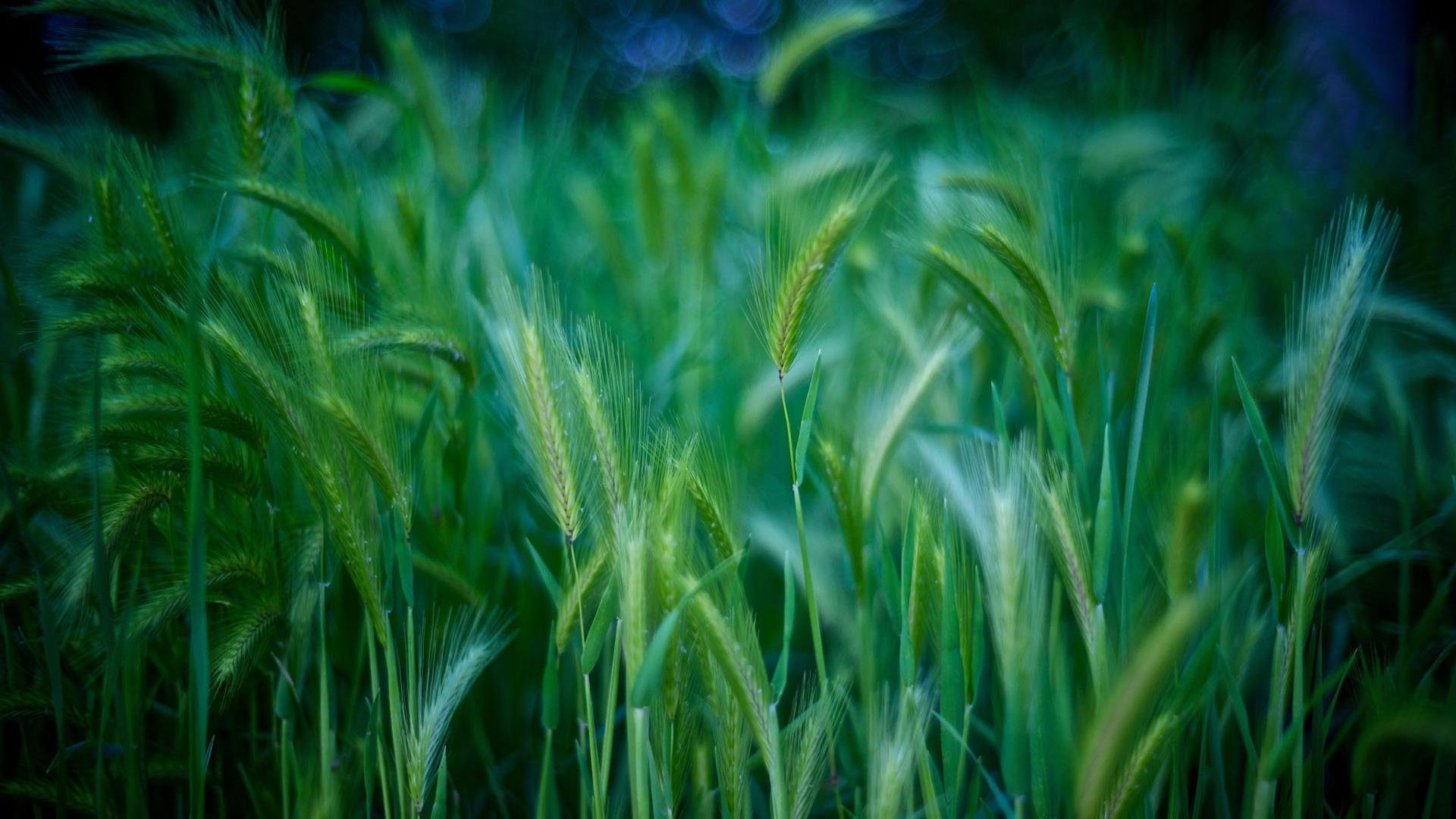 小清新,麦穗,护眼壁纸