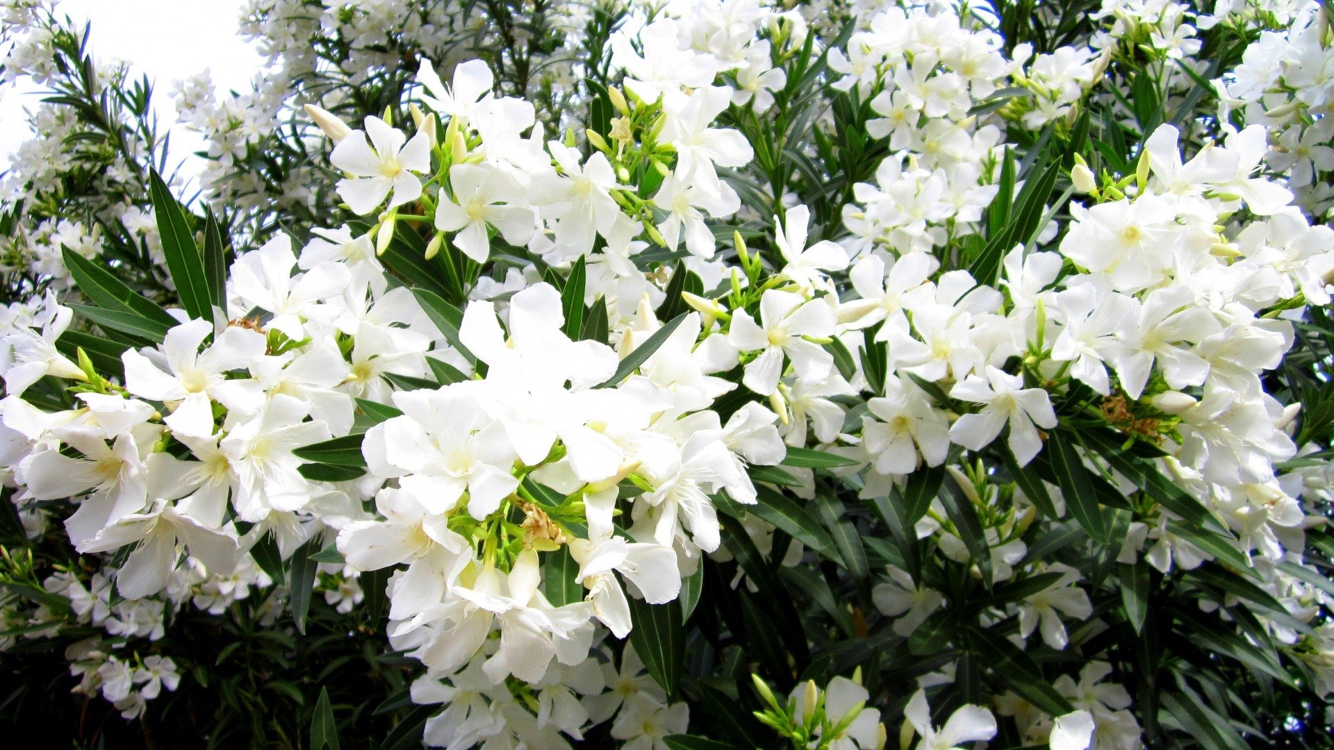 小清新,鸟语花香,花朵,花卉