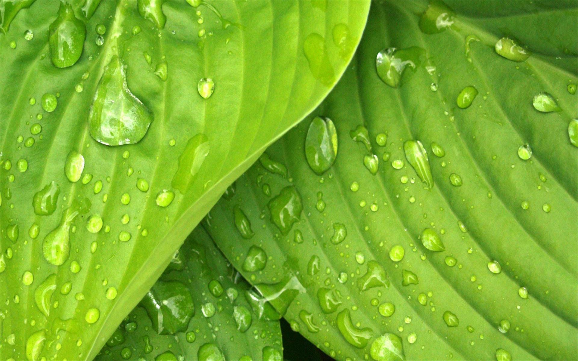 小清新,护眼壁纸,绿色,树叶