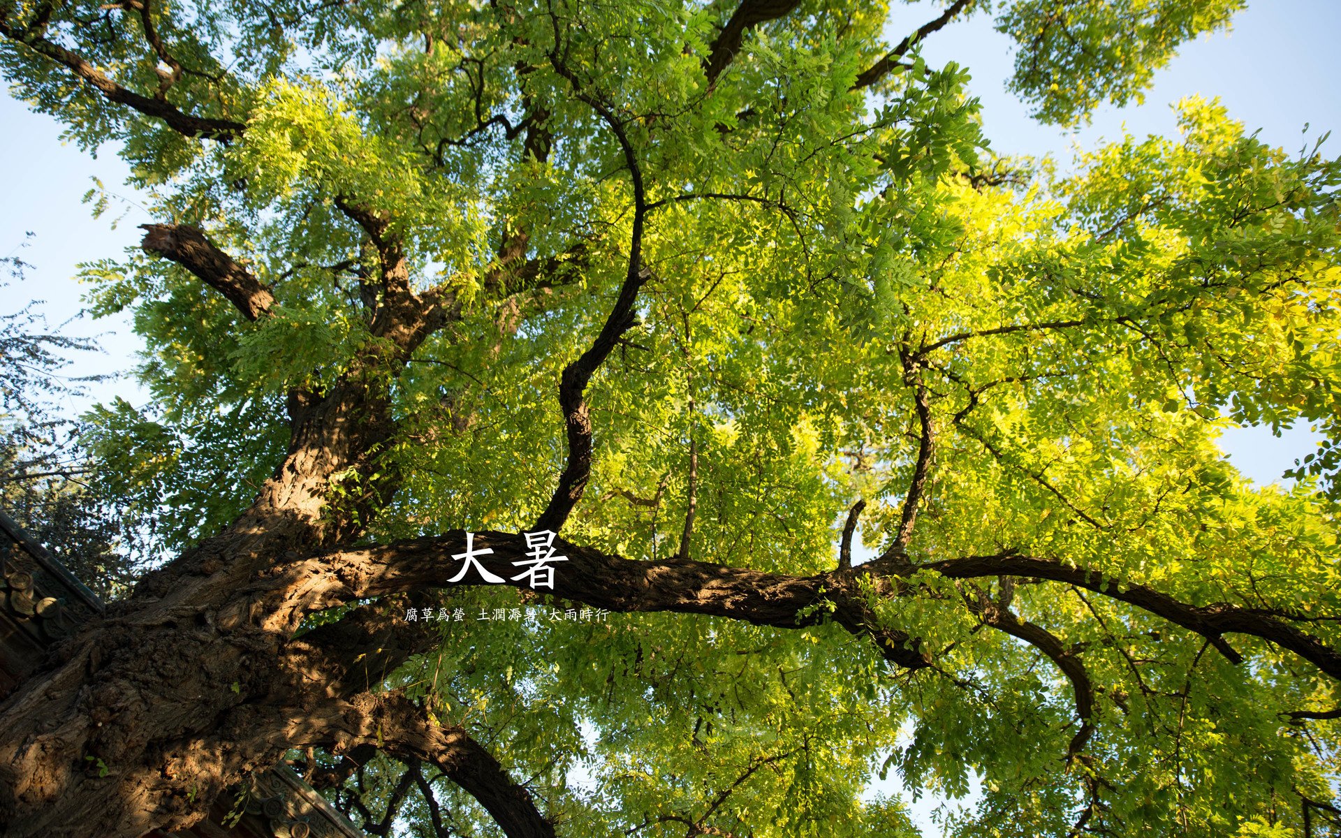 二十四节气,大暑