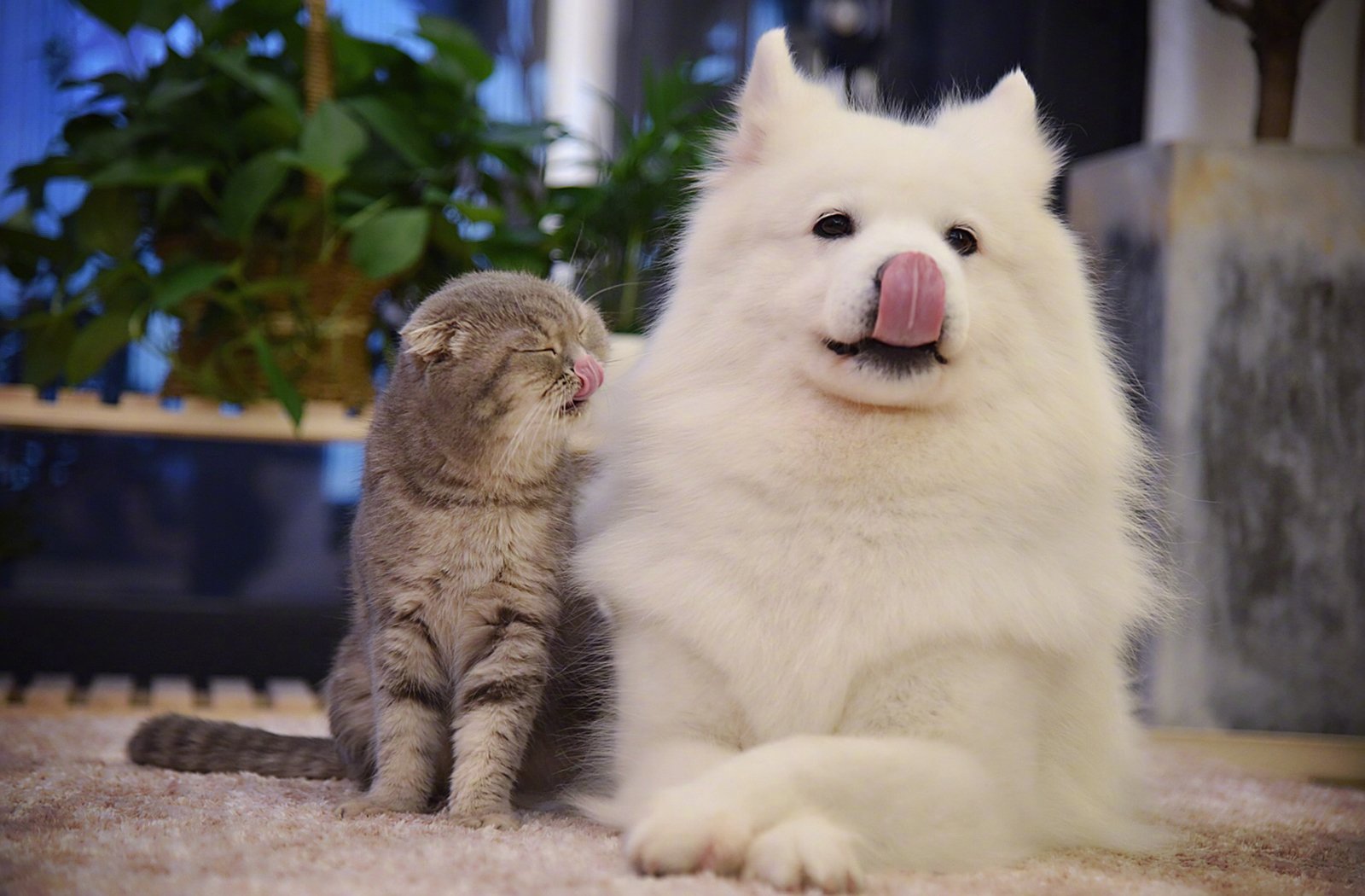 萌宠,动物,喵星人,汪星人,萨摩耶,折耳猫