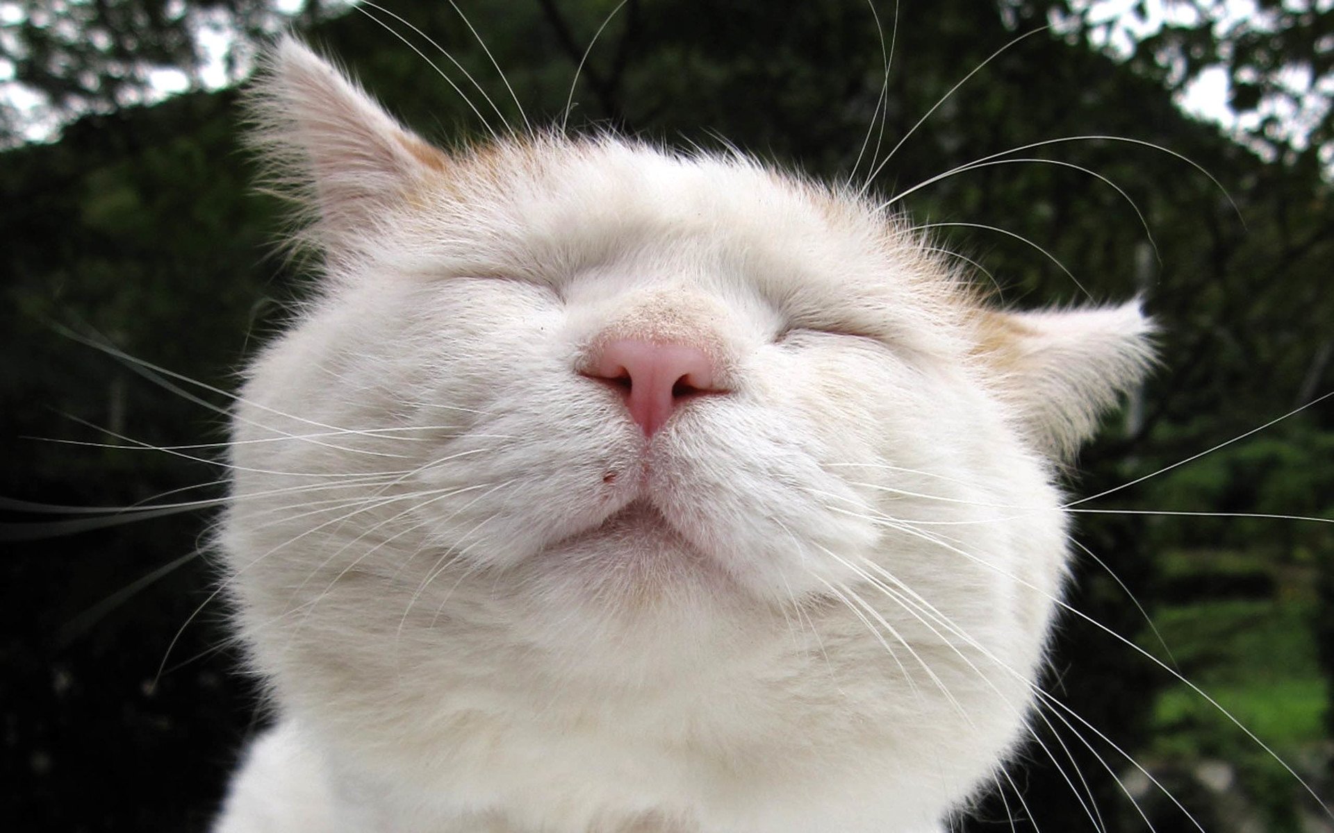 萌宠,喵星人,猫,猫叔