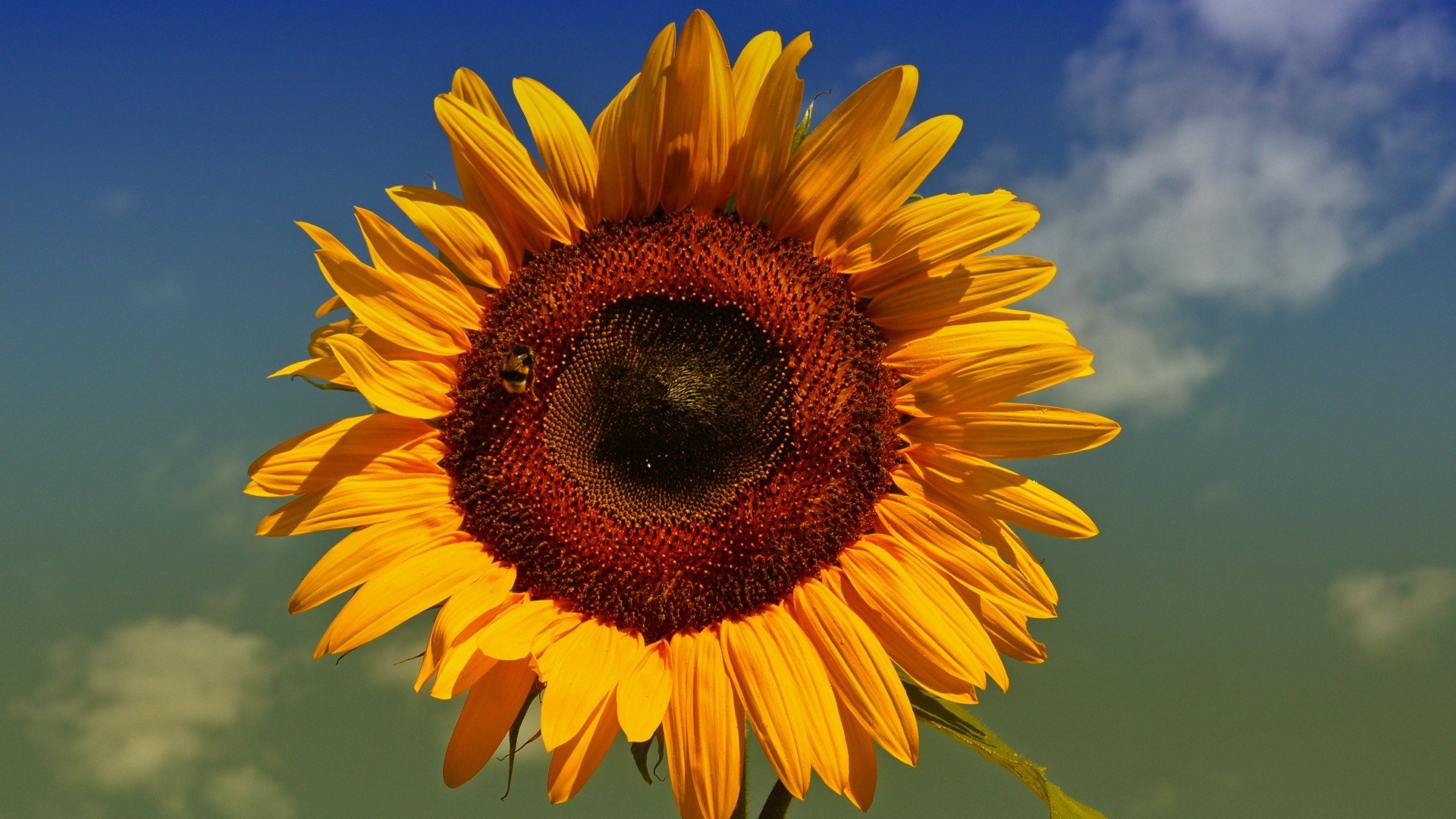 小清新,鸟语花香,向日葵