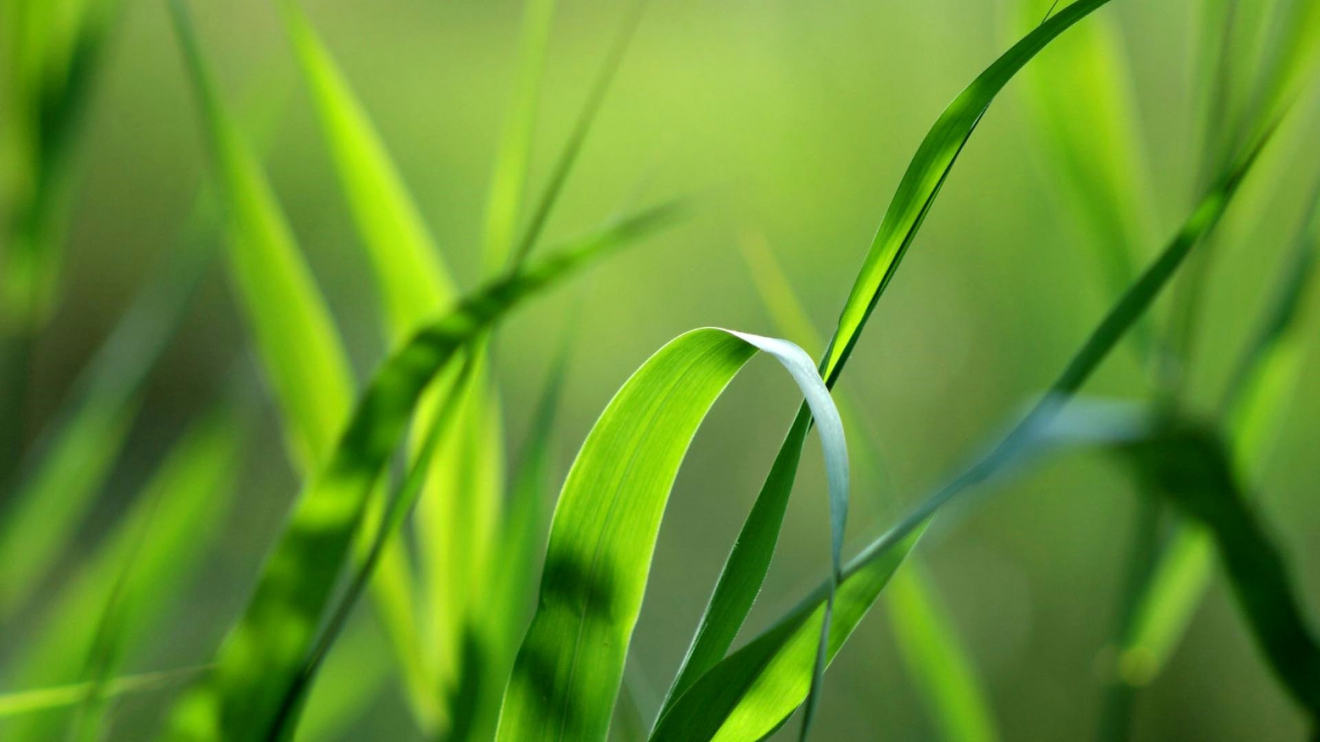 小清新,舒缓压力,绿植