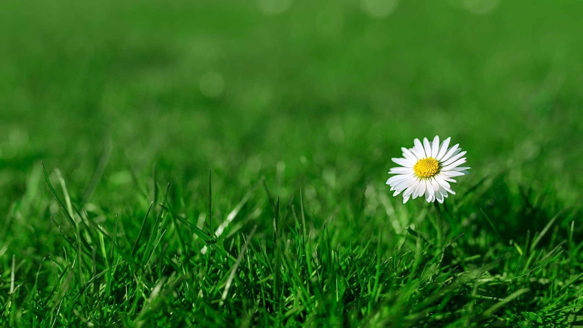 小清新,护眼壁纸,绿植,花朵,花卉