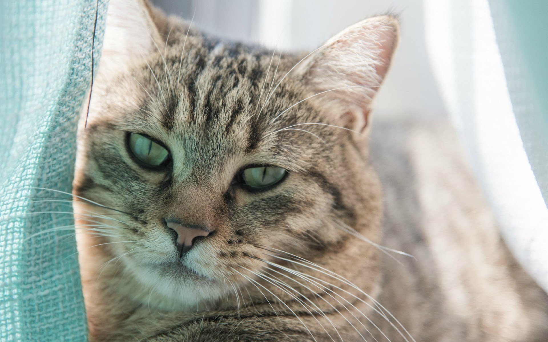 萌宠,动物,喵星人,猫