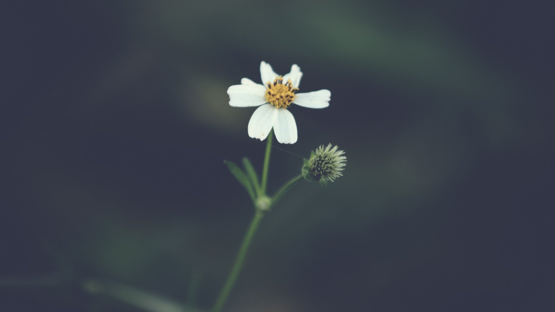小清新,花朵,清新淡雅