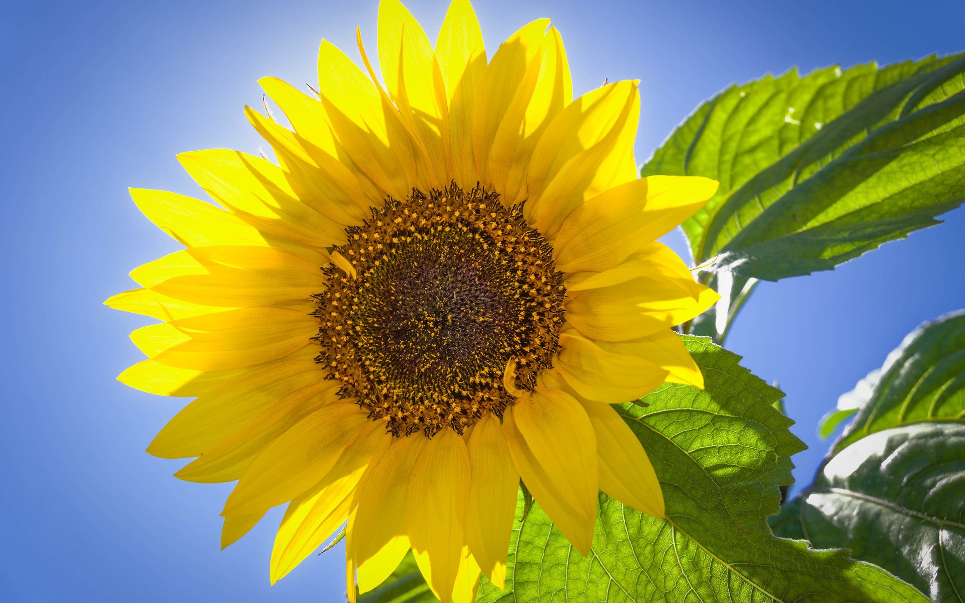 小清新,向日葵,鸟语花香