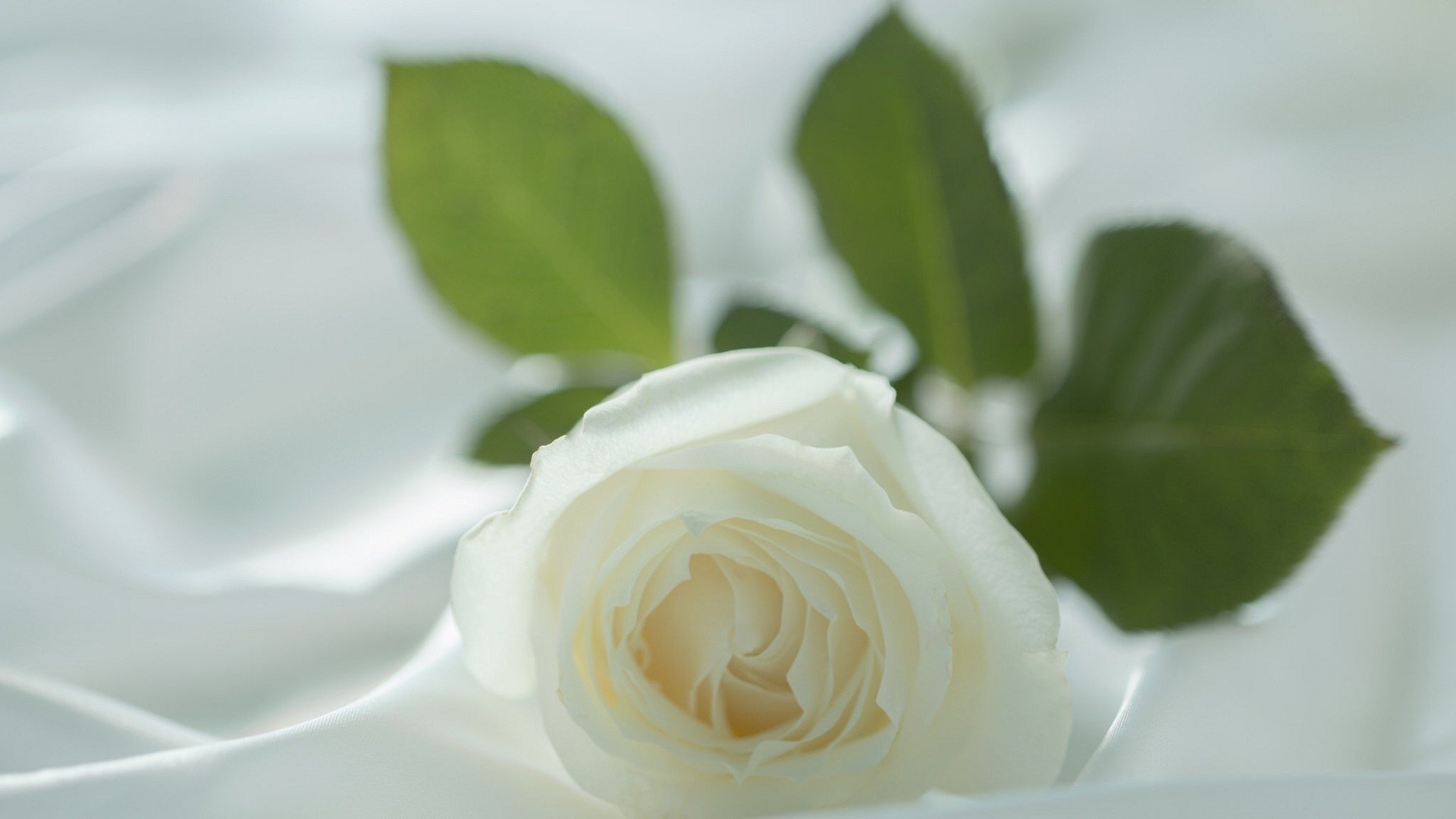 小清新,白玫瑰,清新淡雅,温馨