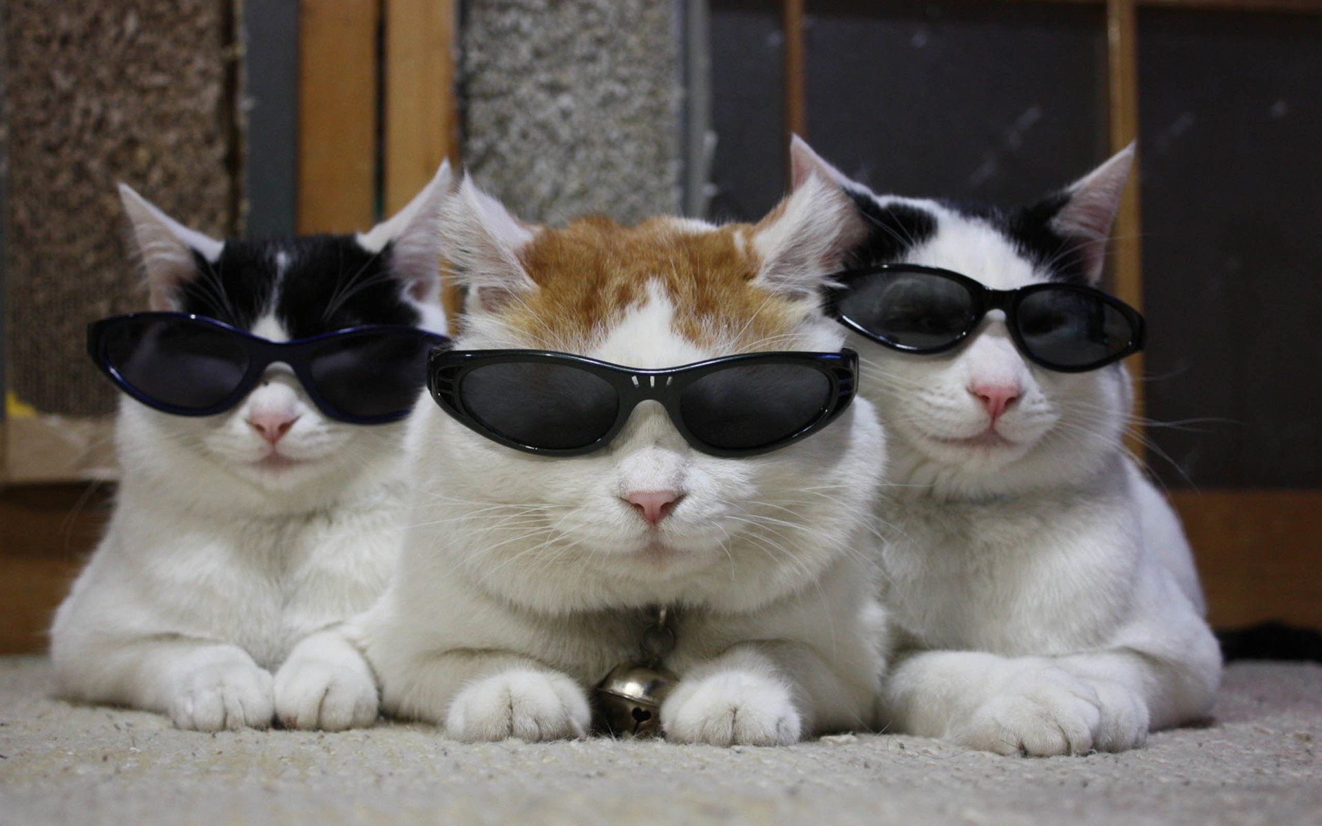 萌宠,动物,喵星人,猫,猫叔