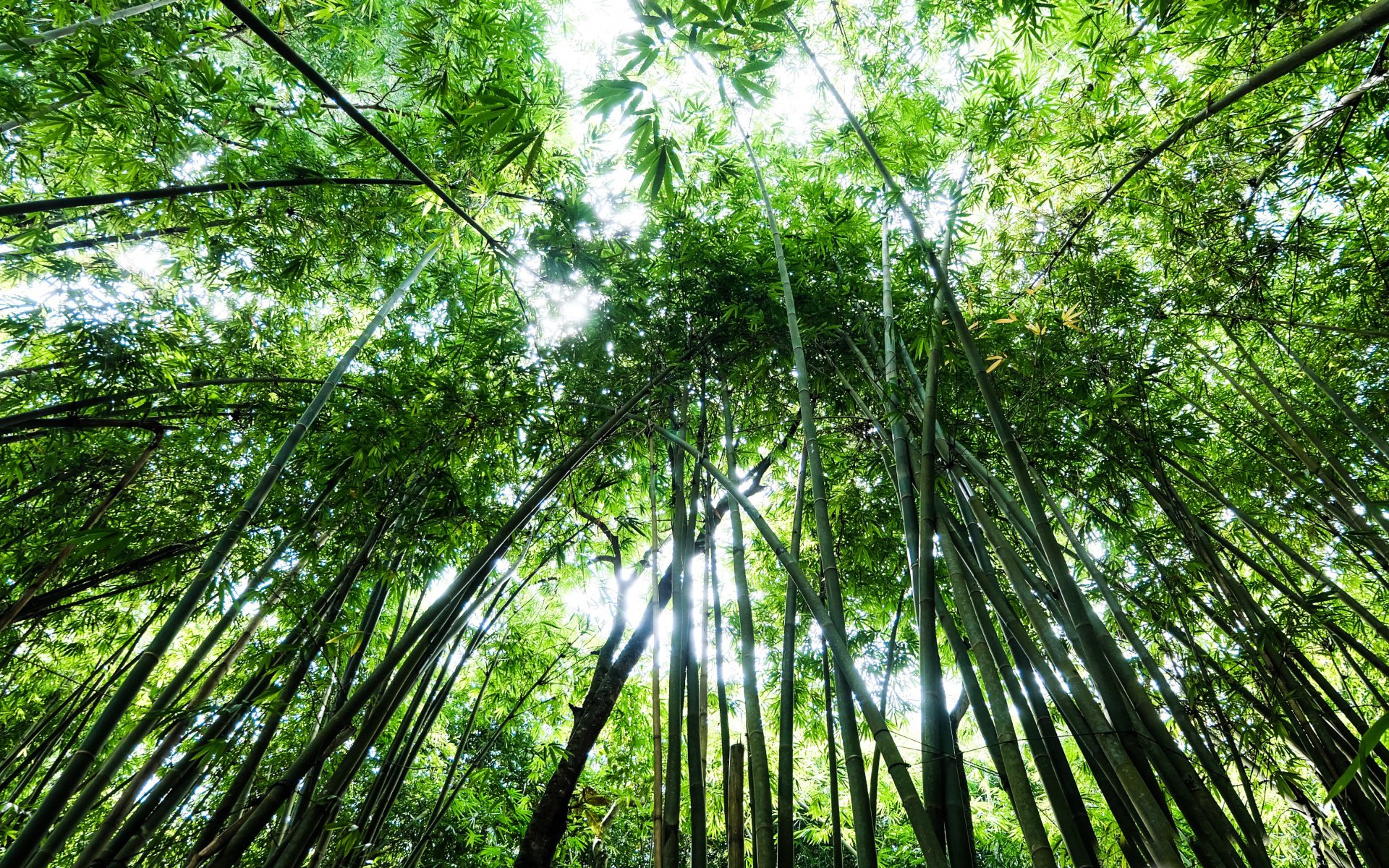 小清新,护眼壁纸,竹林