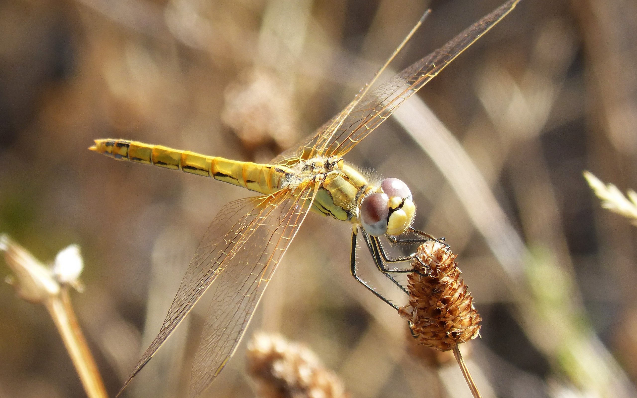 动物,野生动物,蜻蜓