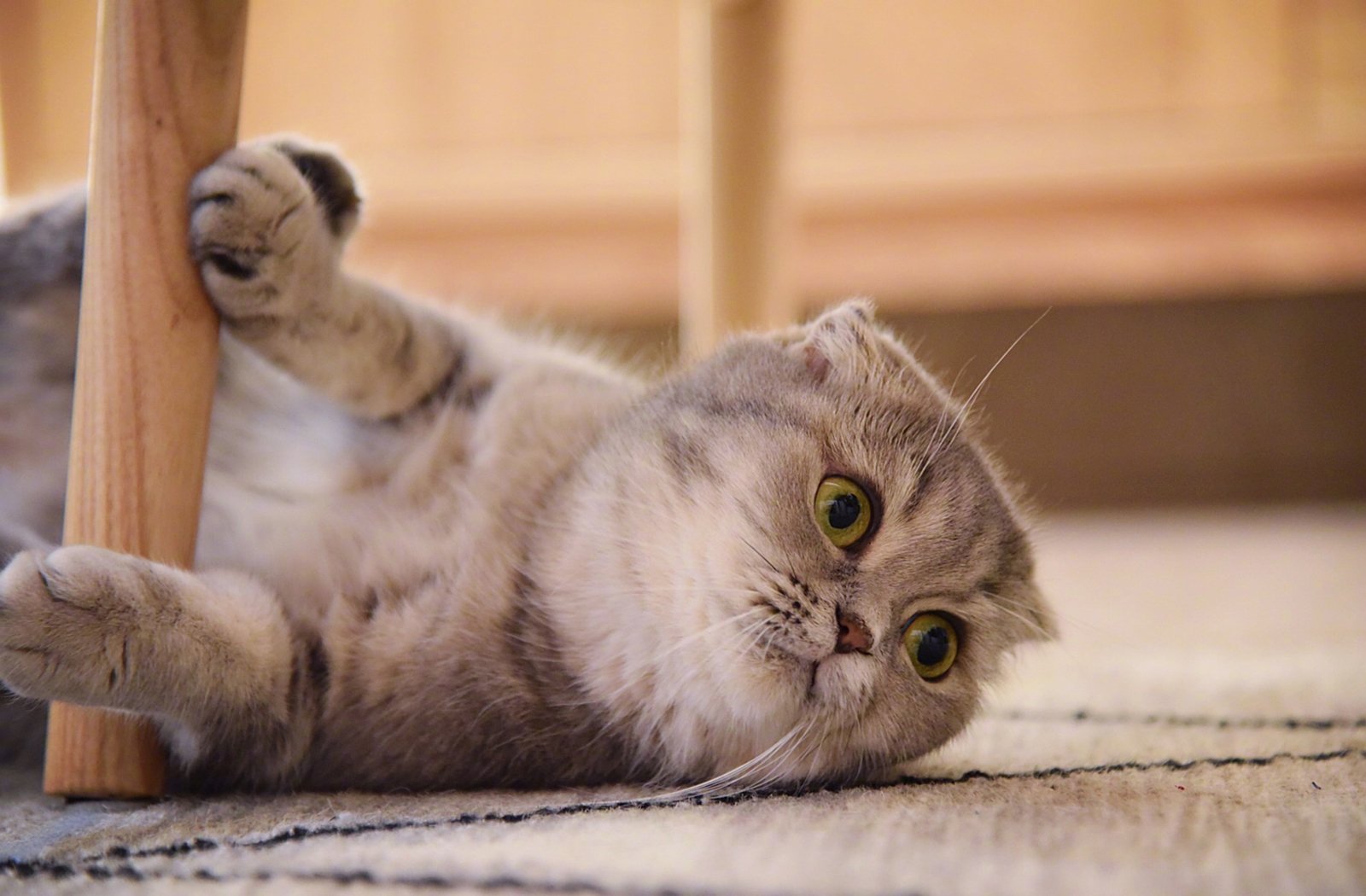 萌宠,动物,喵星人,猫