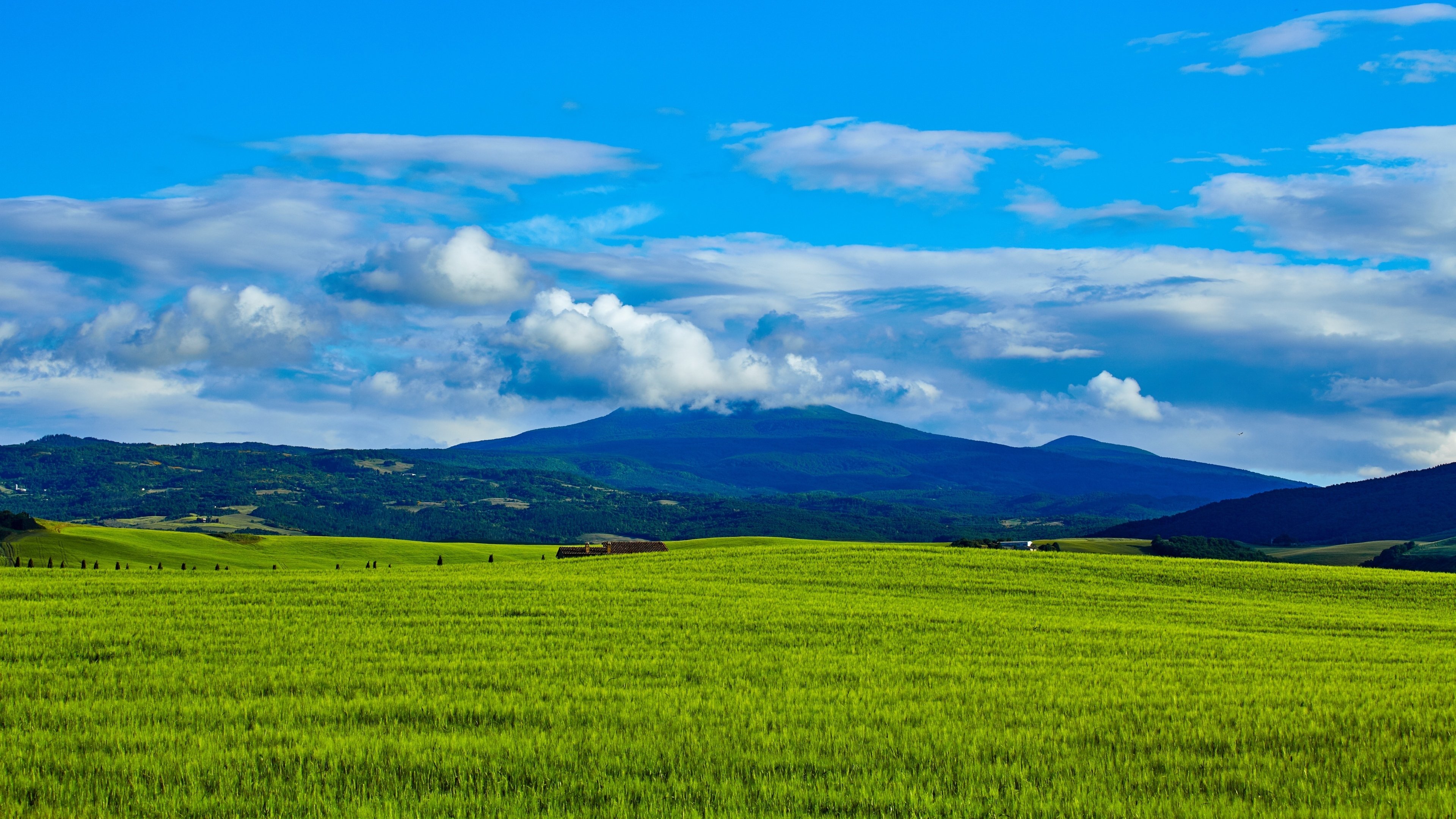 4K,风景,草原,草地,绿色