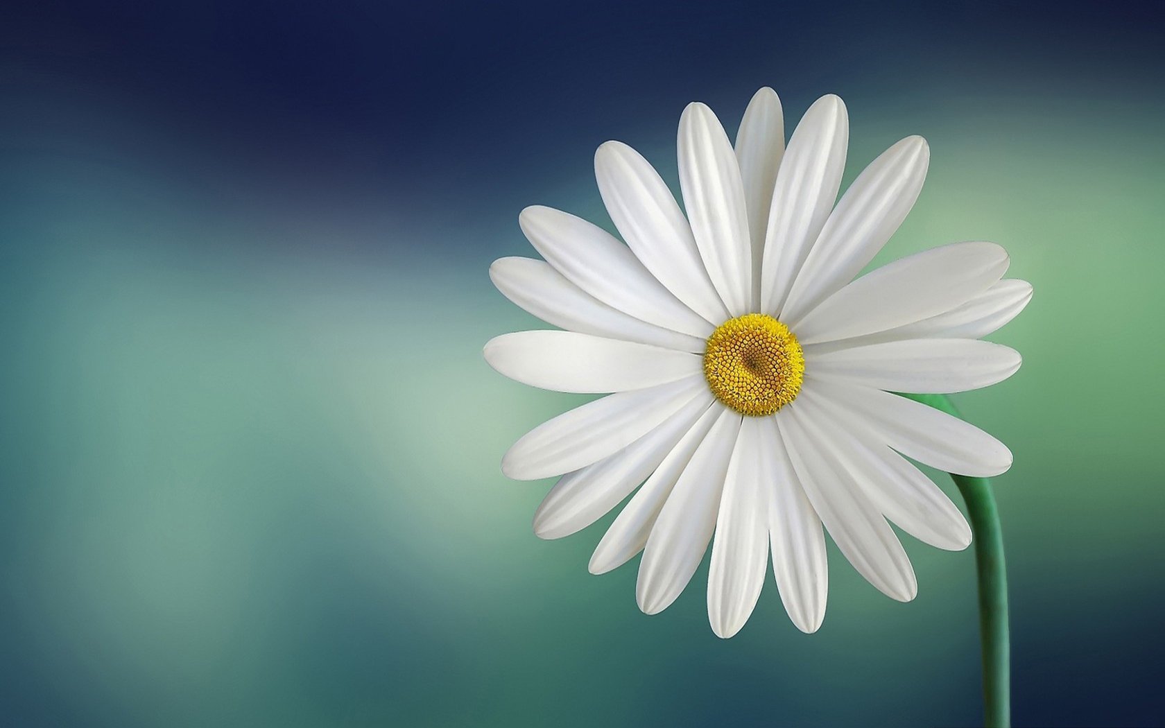 小清新,鸟语花香,花朵,花卉