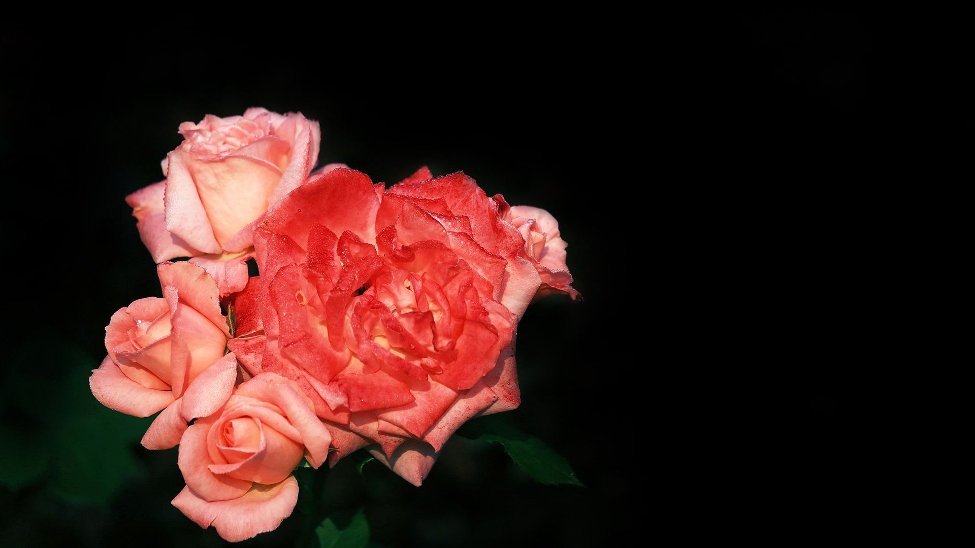 小清新,娇艳欲滴,花朵,花卉