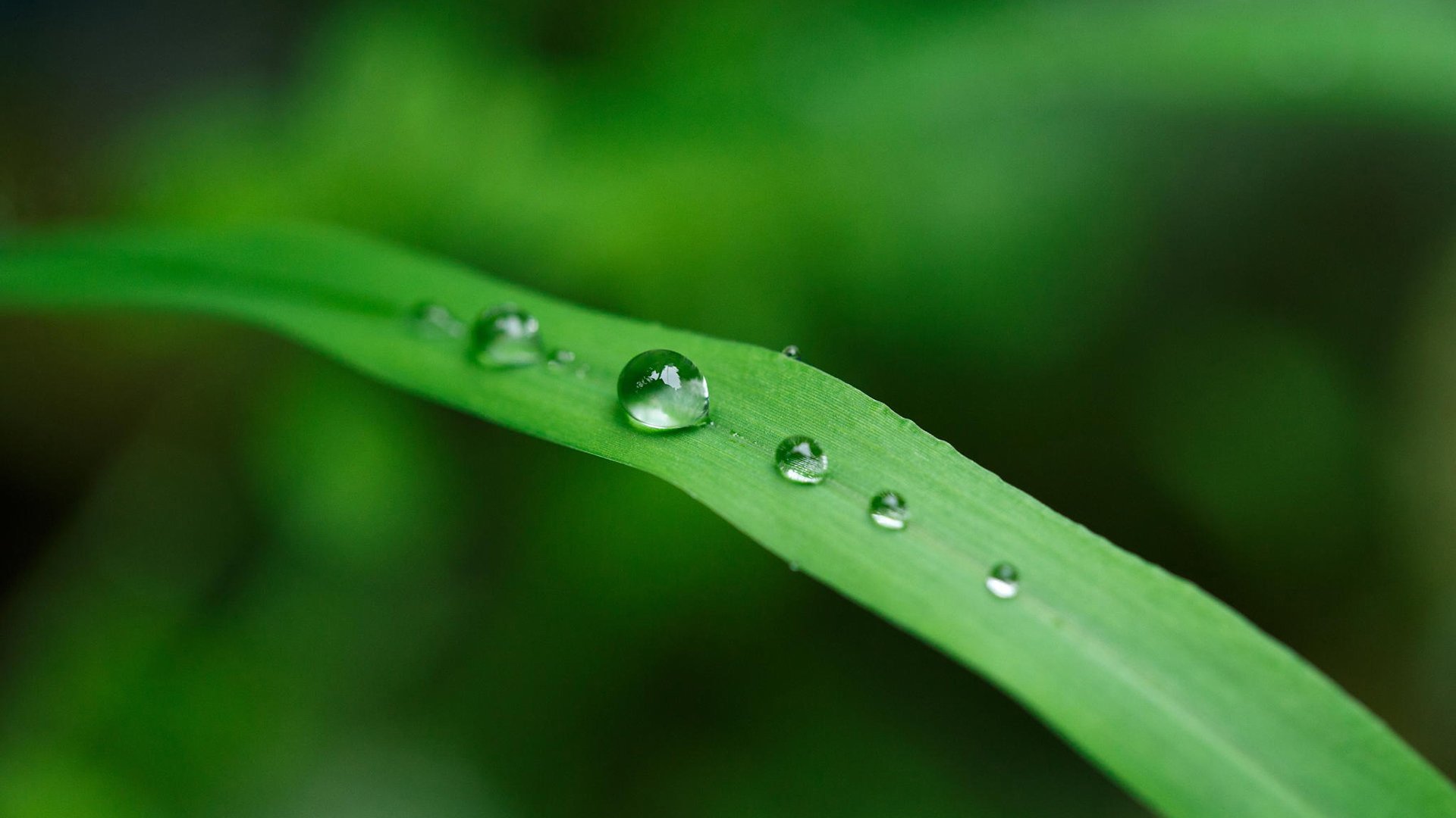 小清新,舒缓压力,露珠
