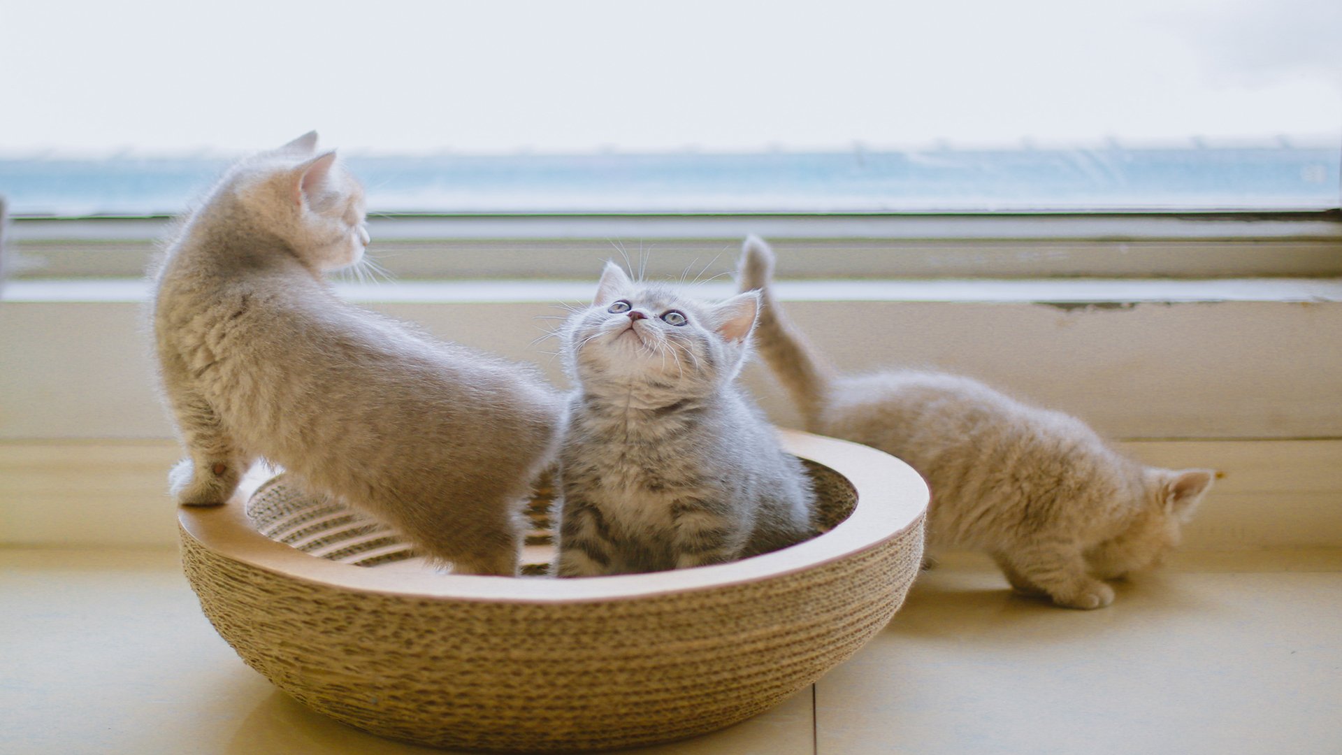 萌宠,动物,喵星人,猫