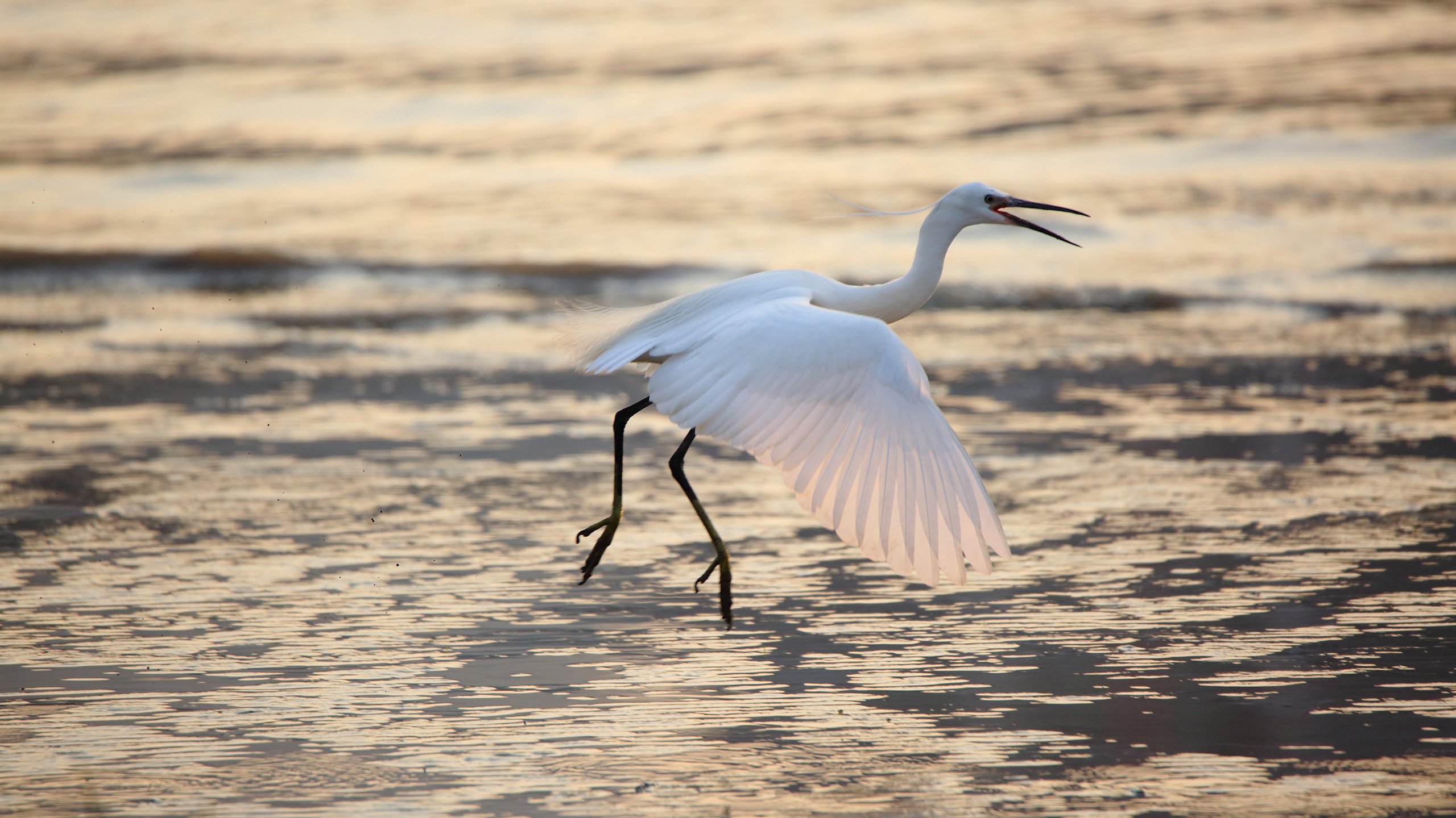 动物,野生动物,白鹭,飞禽