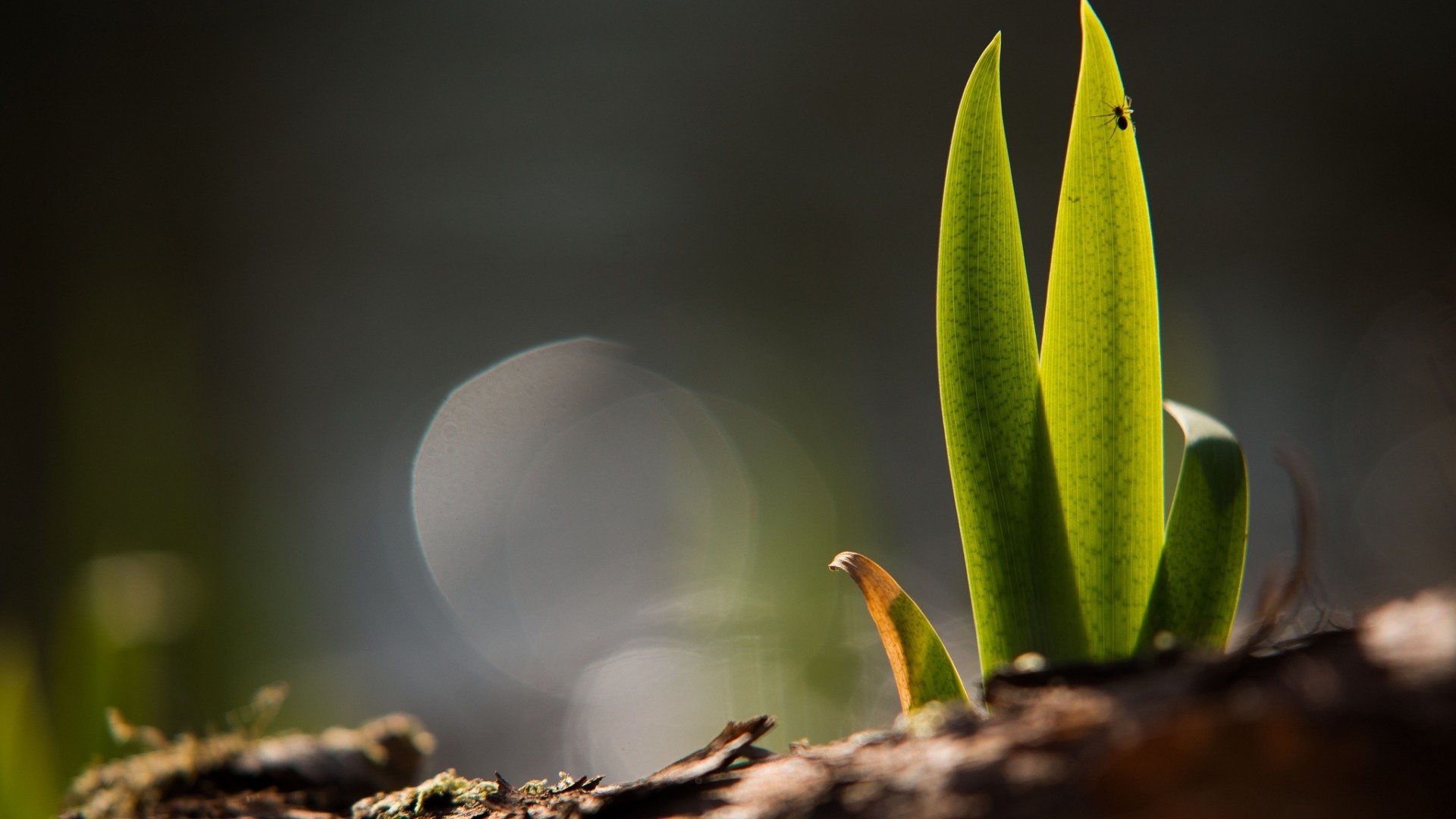 小清新,静物写真,植物
