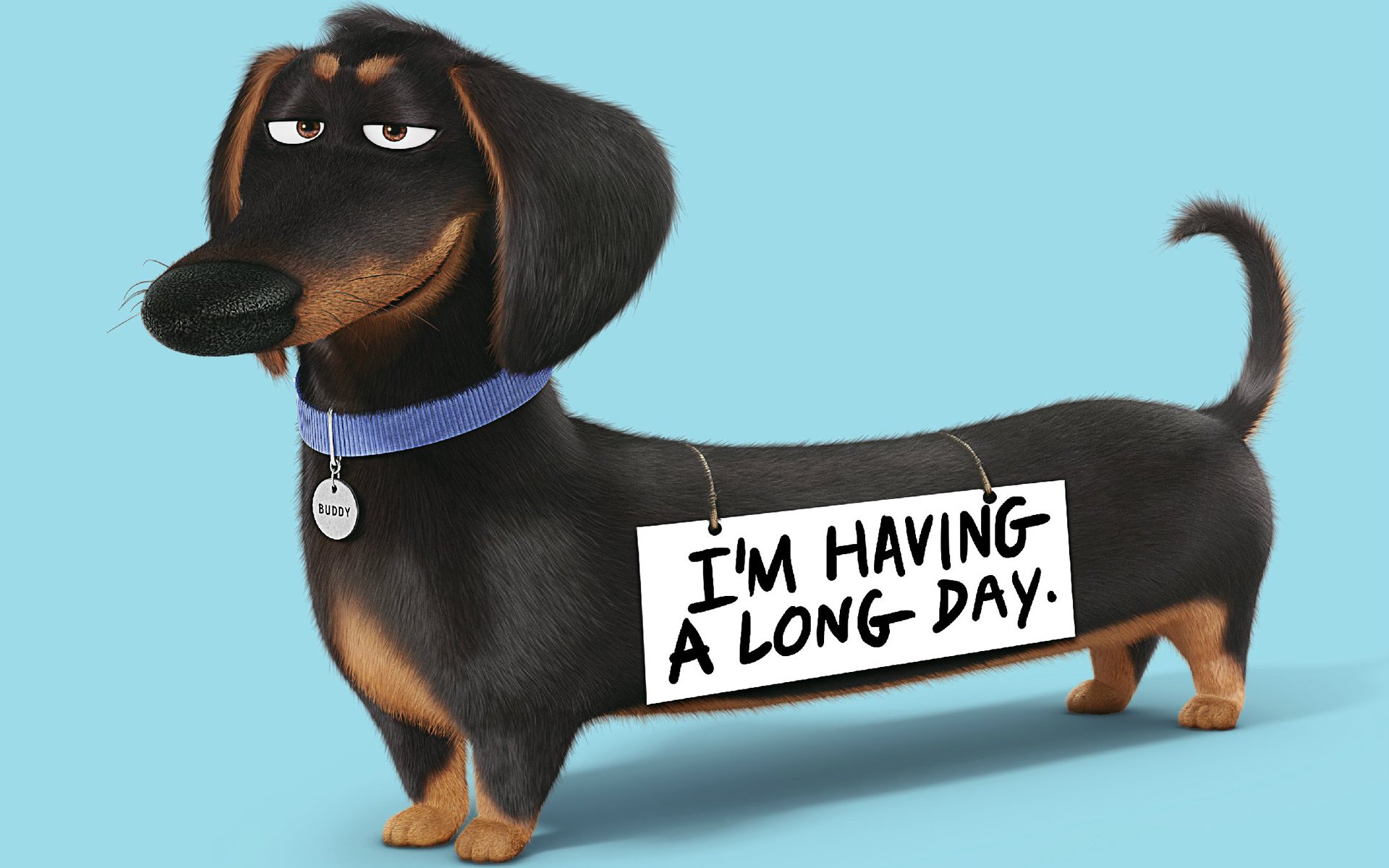 动漫,卡通,爱宠大机密