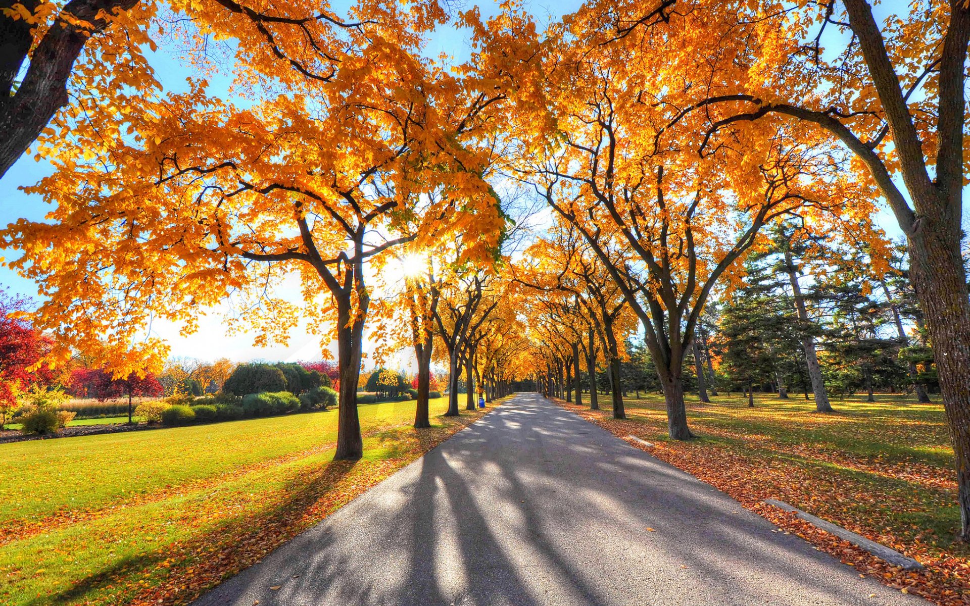 风景,自然风光,道路,树木,草地