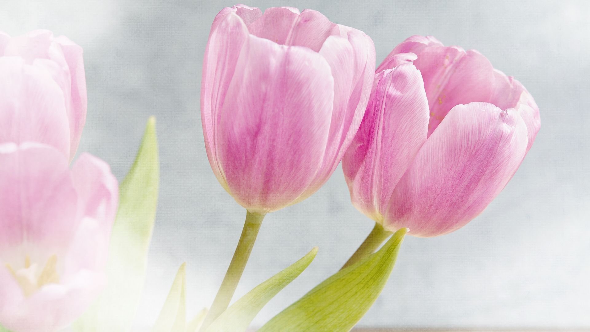 小清新,花朵,花卉,鸟语花香,粉色郁金香