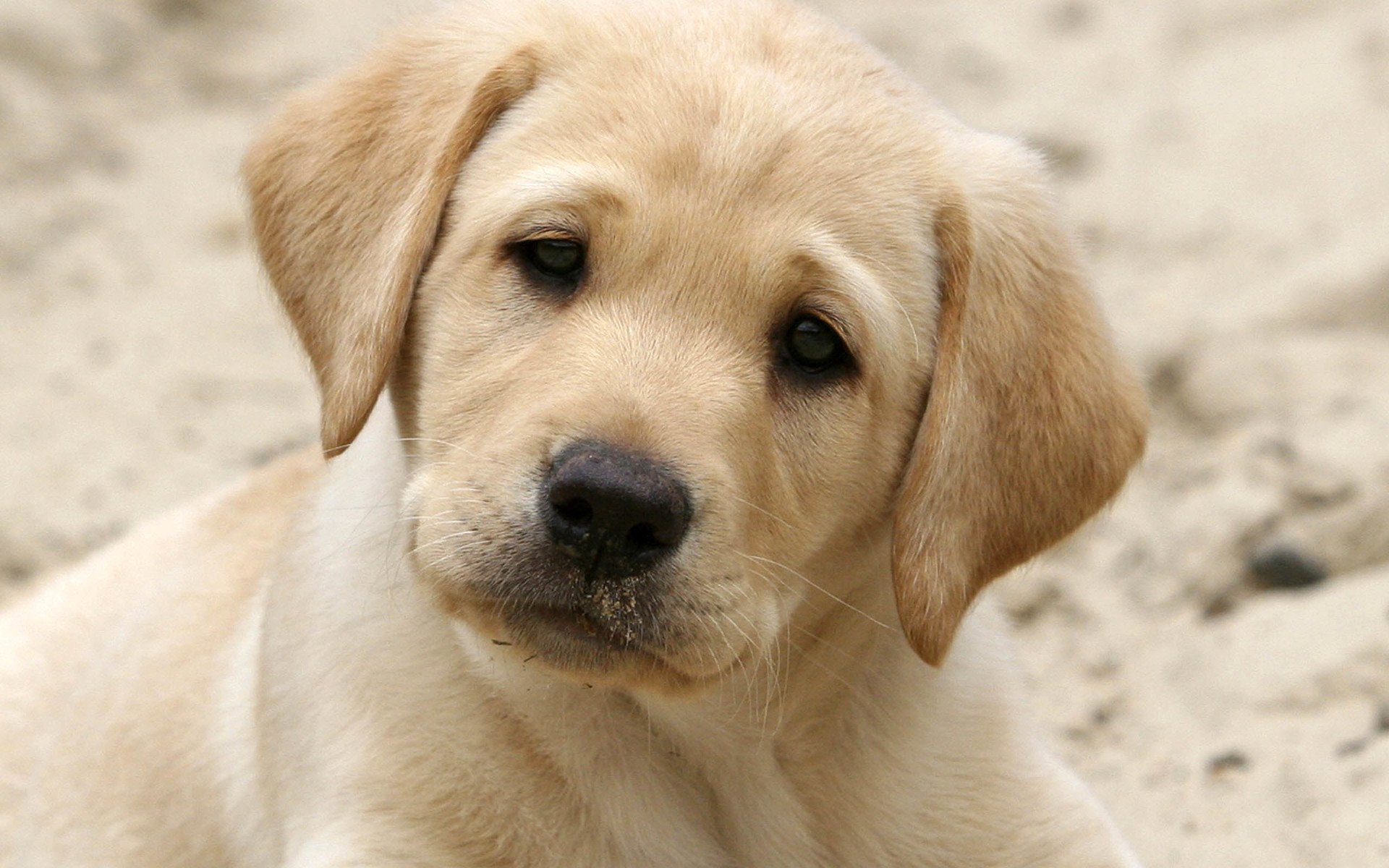 萌宠,动物,汪星人,狗