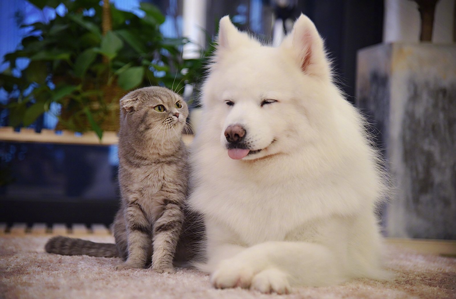 萌宠,动物,喵星人,汪星人,狗,猫,萨摩耶