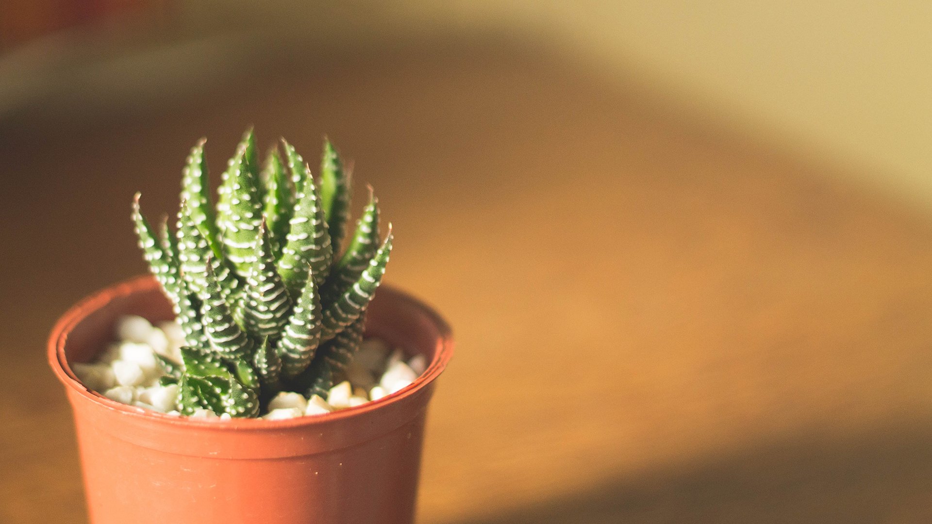 小清新,静物写真,盆栽,仙人球