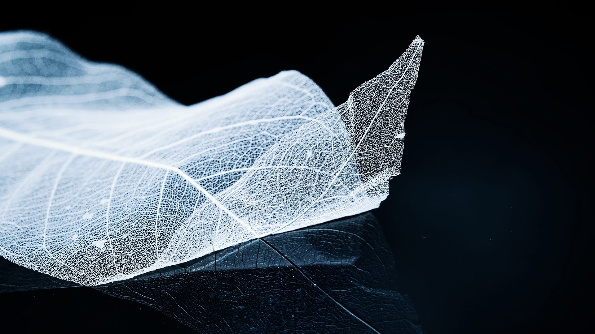 炫酷时尚,创意,树叶