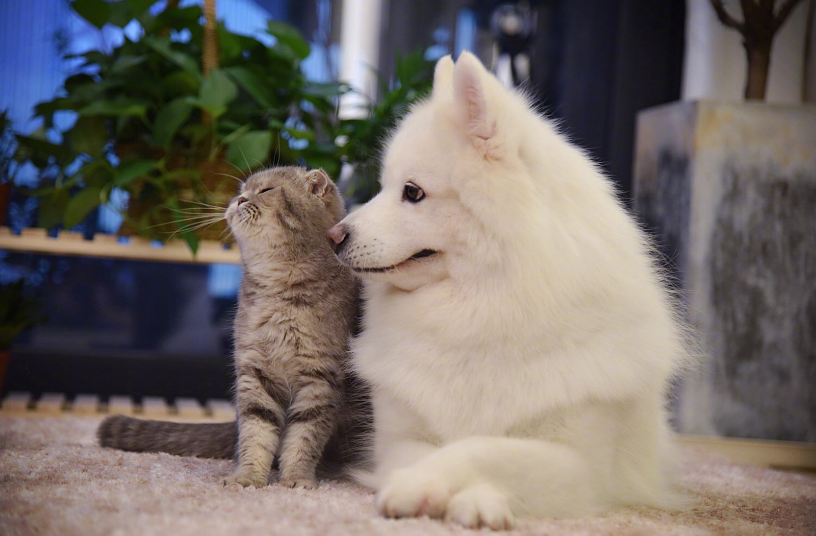 萌宠,动物,喵星人,汪星人,猫,狗