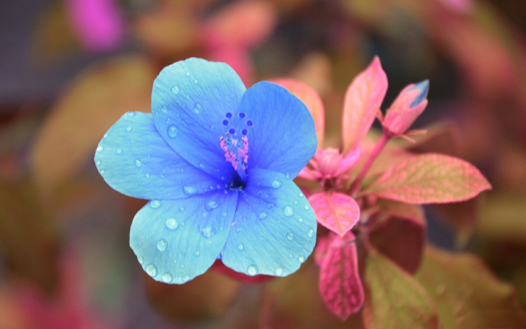 小清新,鸟语花香,花朵,花卉