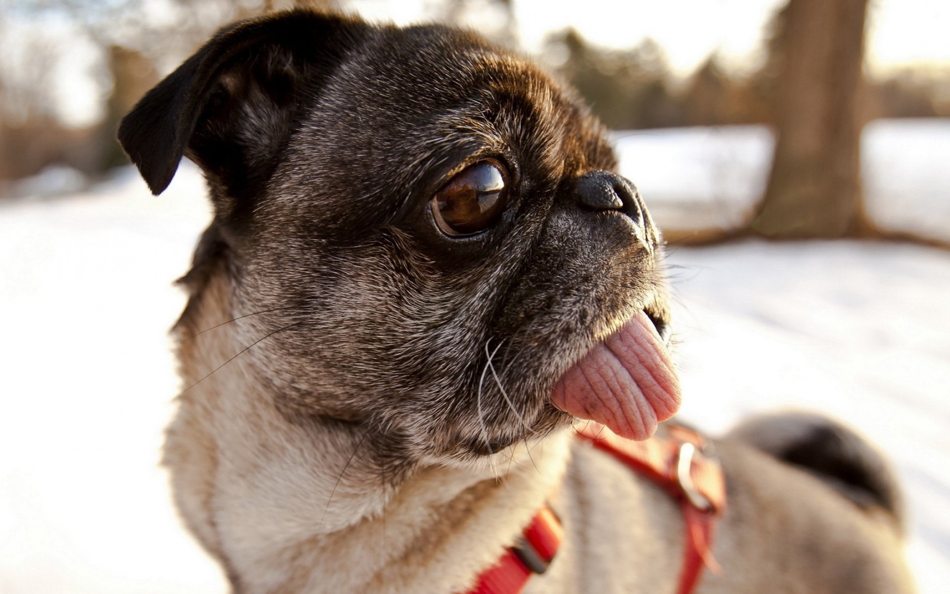 萌宠,动物,汪星人,狗,巴哥犬