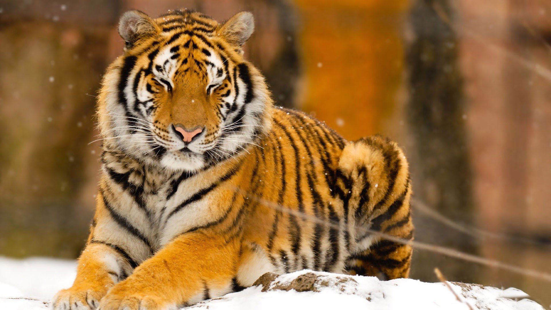 动物,野生动物,老虎