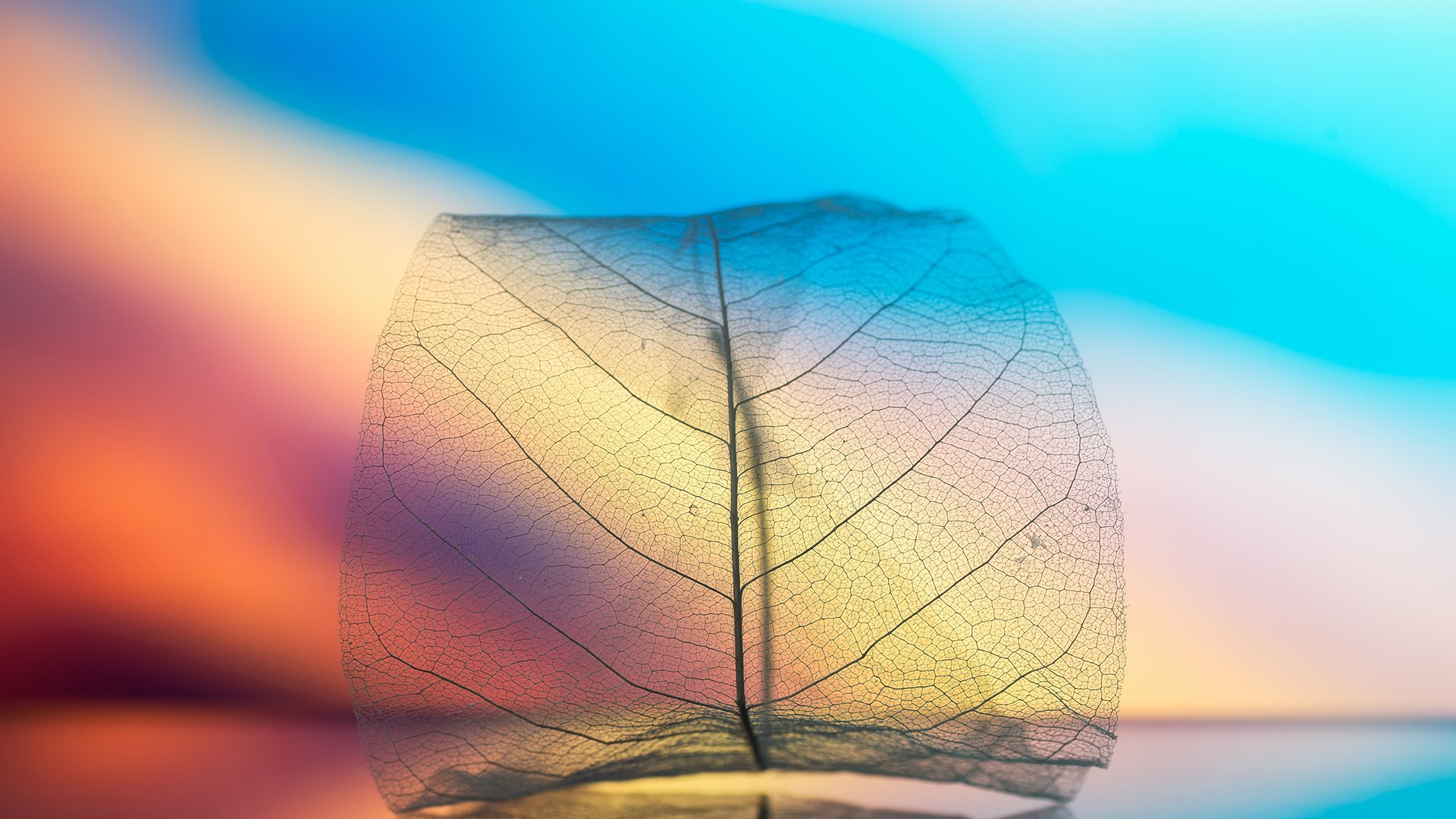 炫酷时尚,创意,树叶,叶子