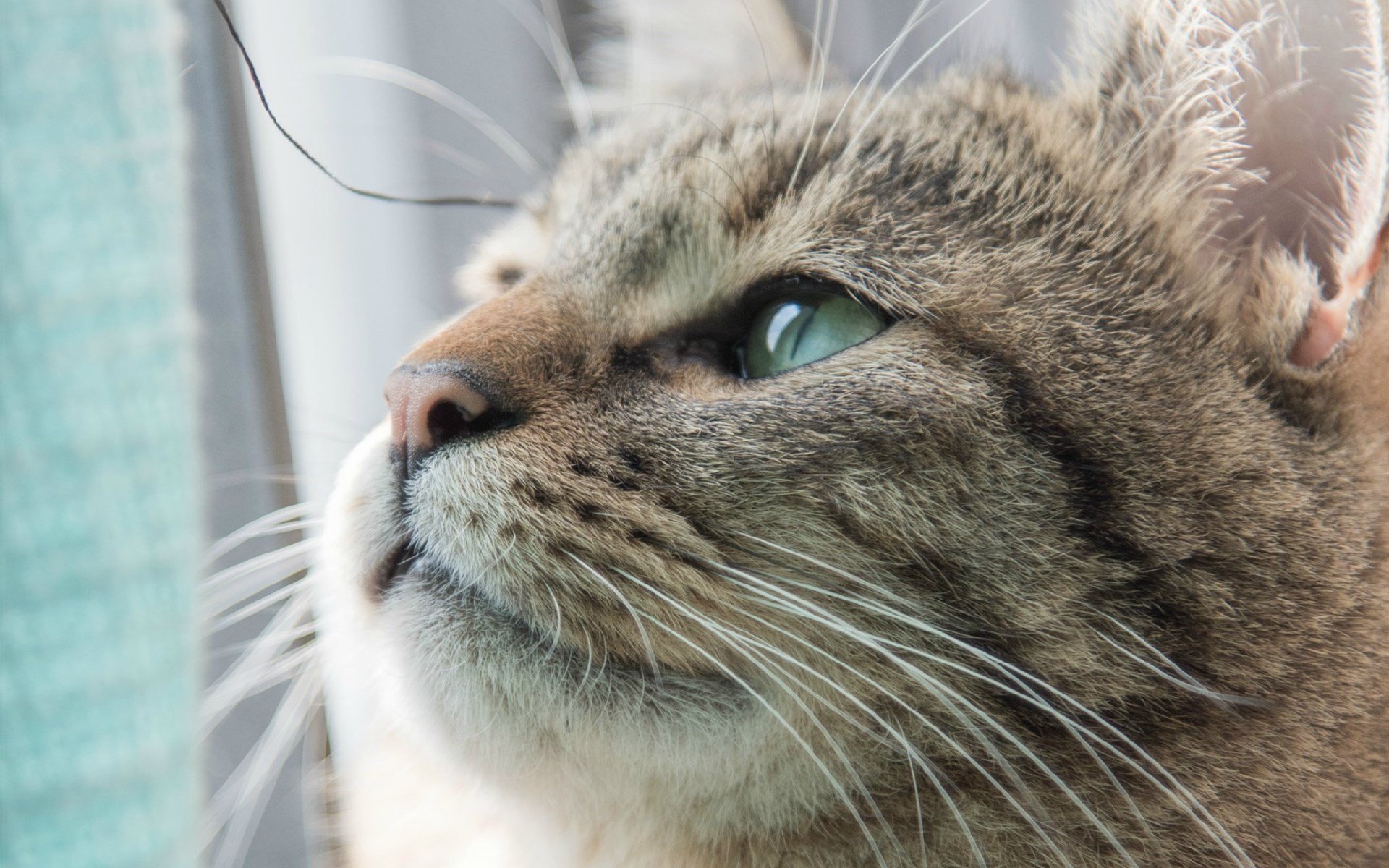 萌宠,动物,喵星人,猫